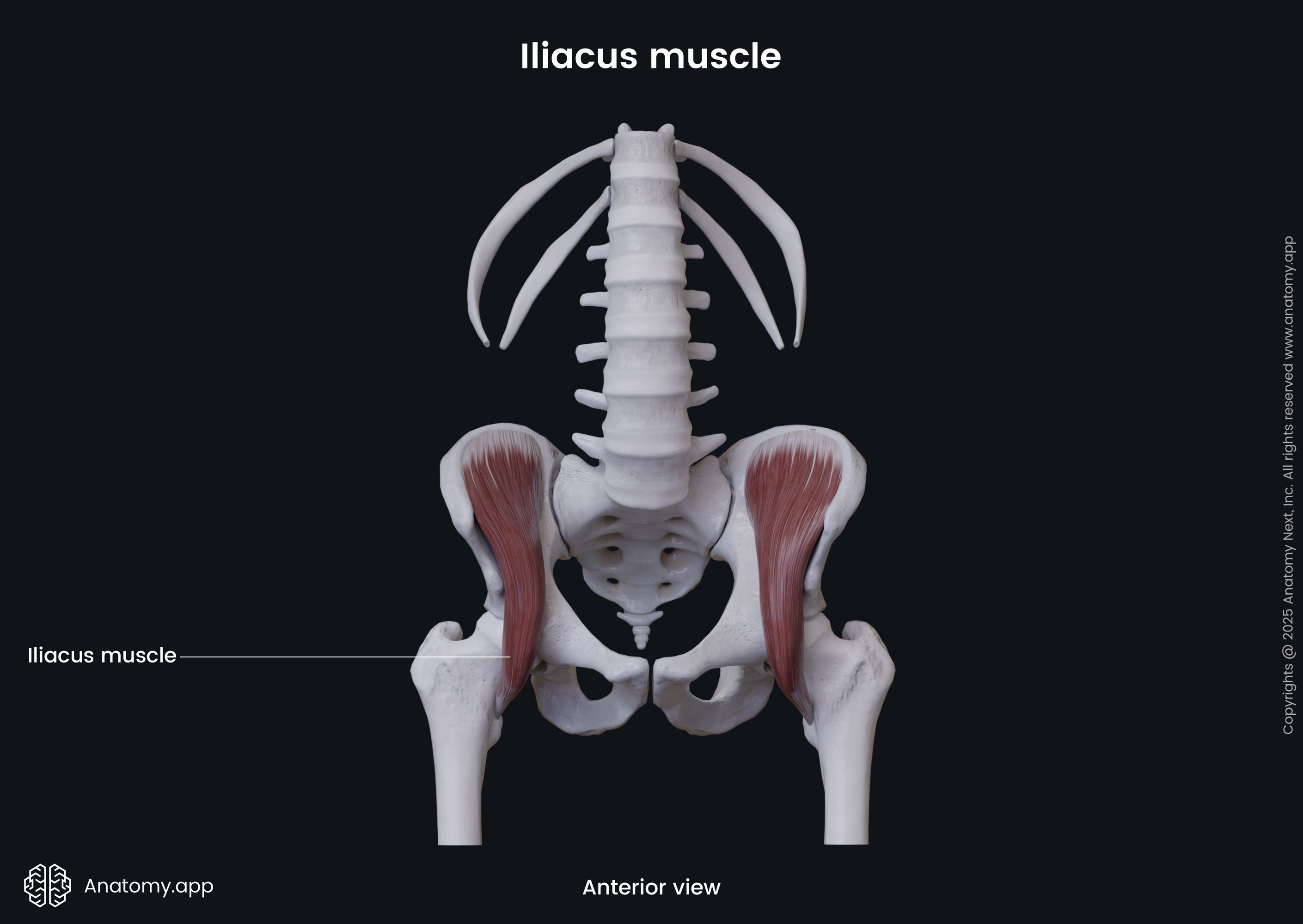 Iliacus muscle