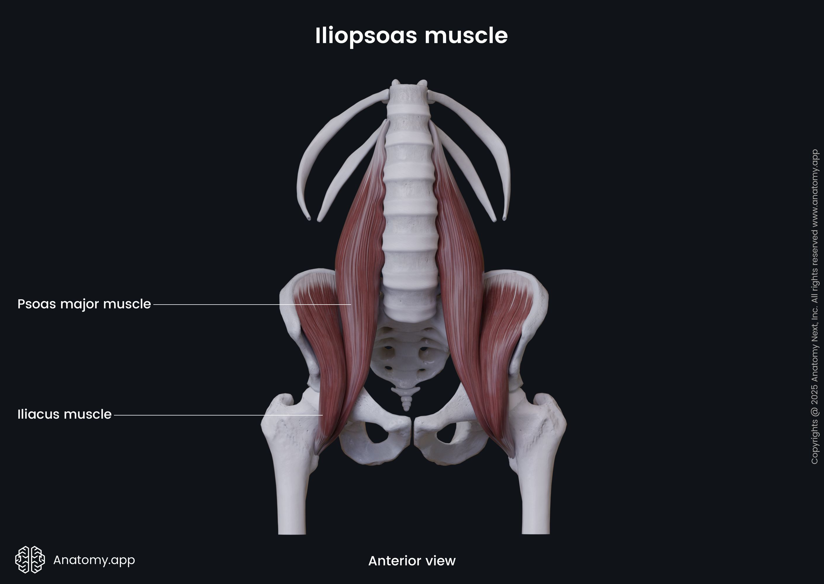 Iliopsoas muscle