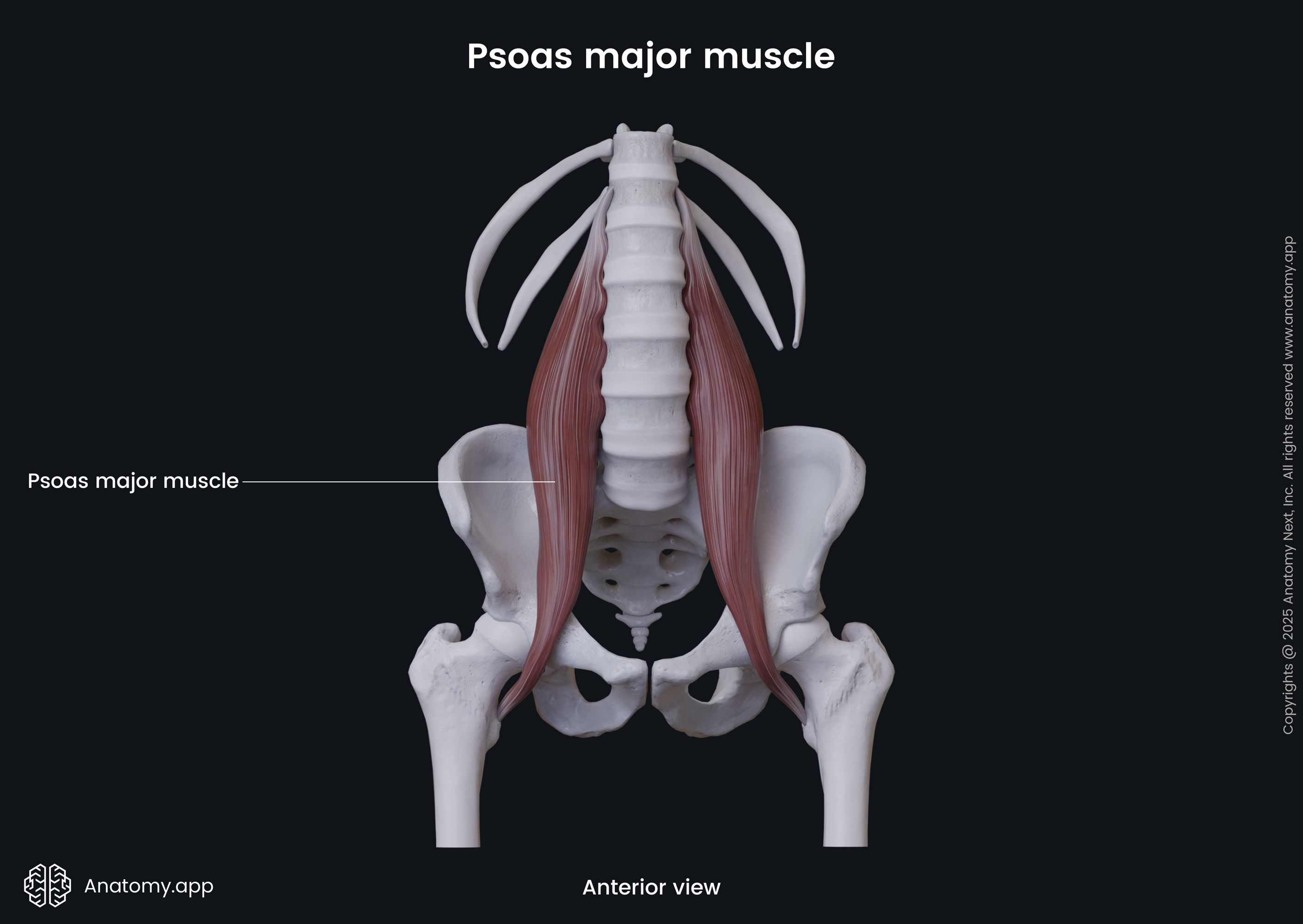 Psoas major muscle