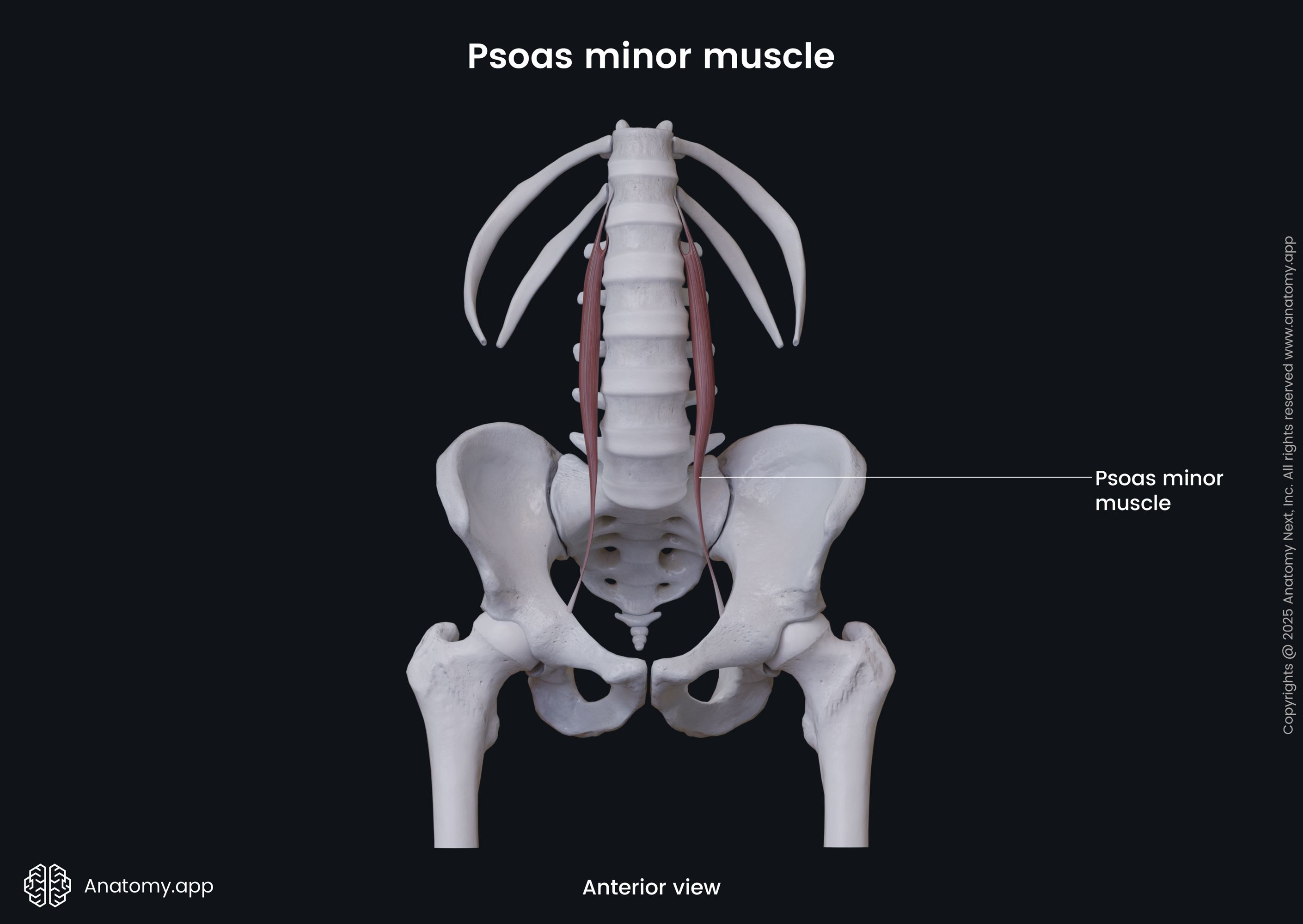 Psoas minor muscle