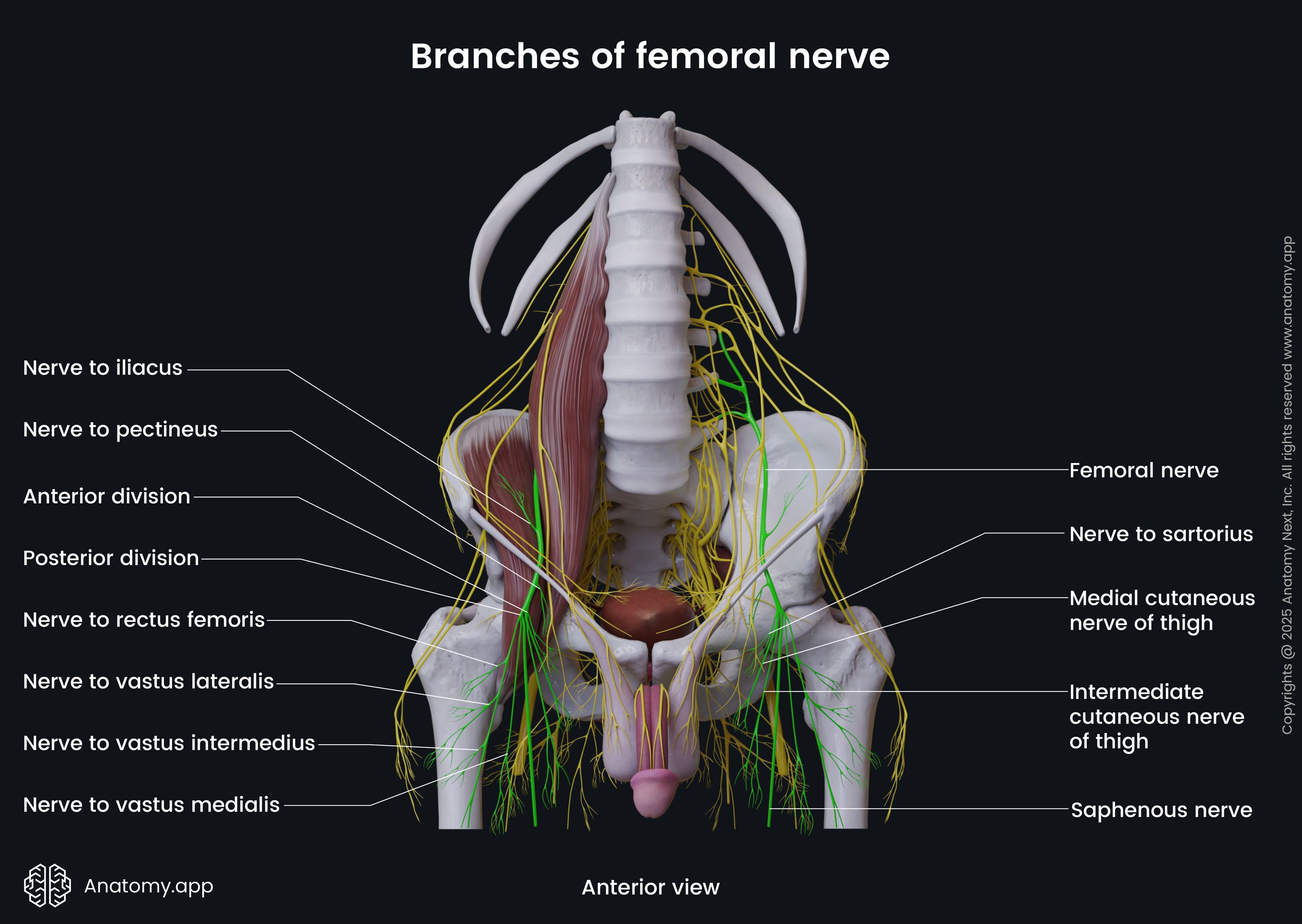 Branches of femoral nerve (male pelvis)