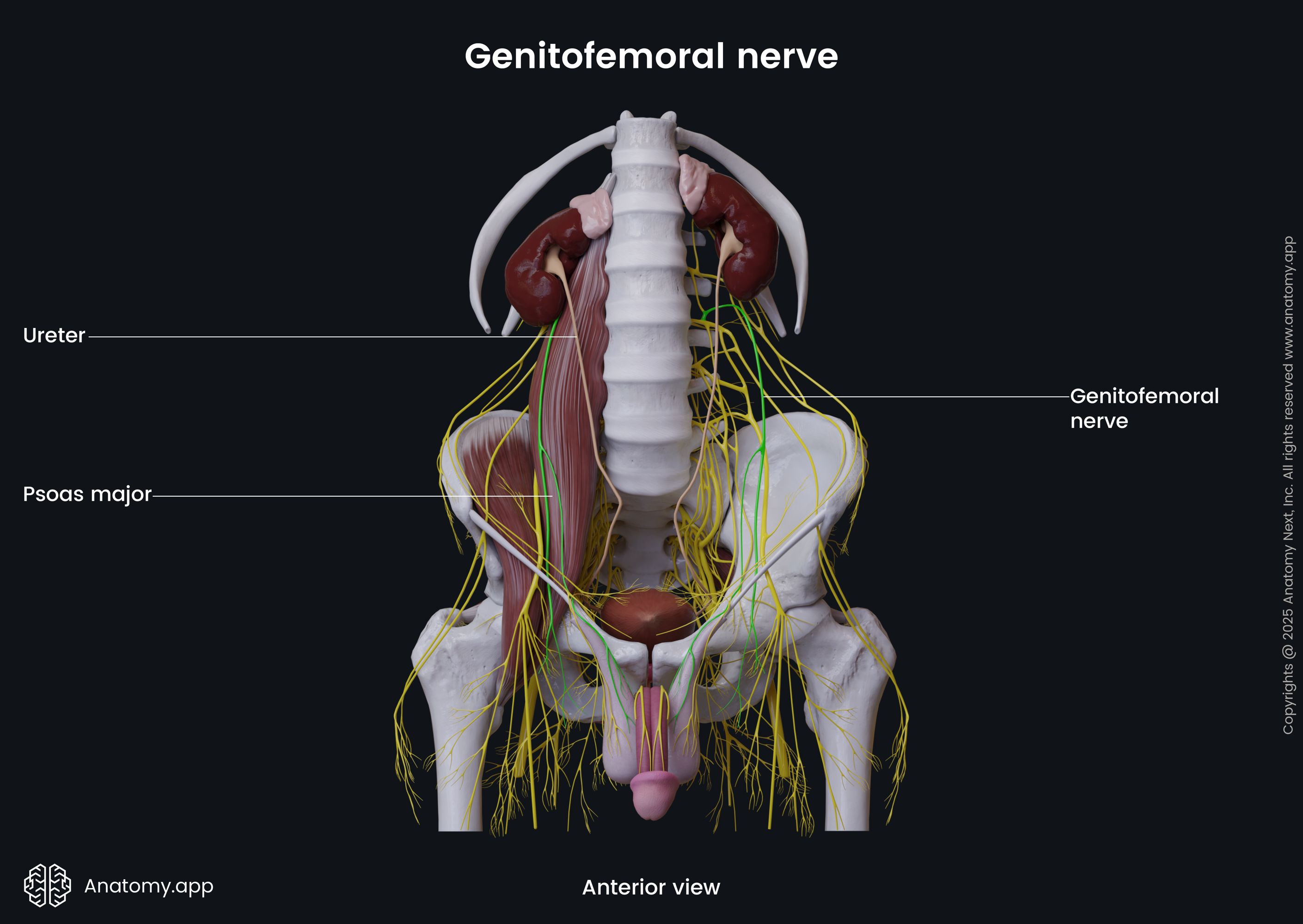 Genitofemoral nerve (male pelvis)