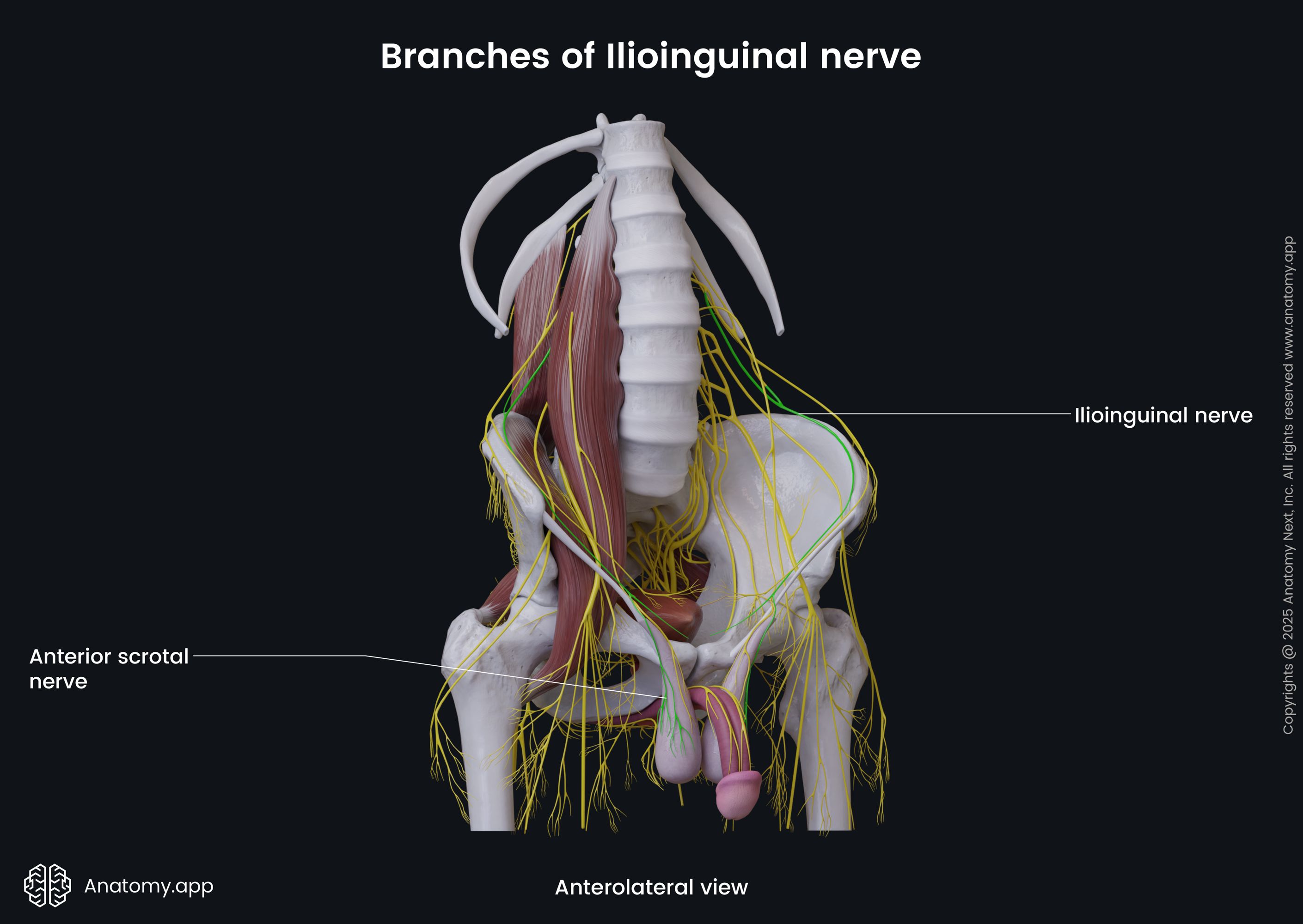 Branches of ilioinguinal nerve (male pelvis)