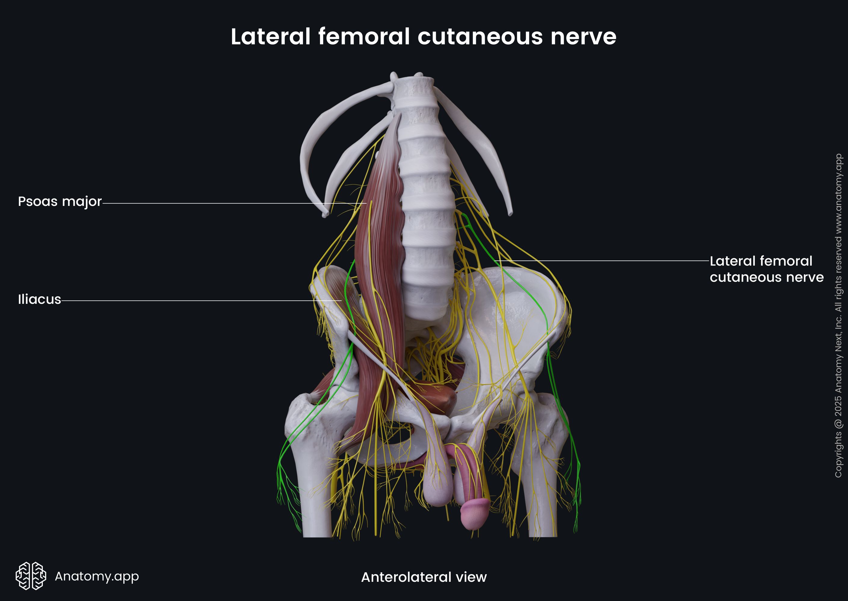 Lateral femoral cutaneous nerve (male pelvis)