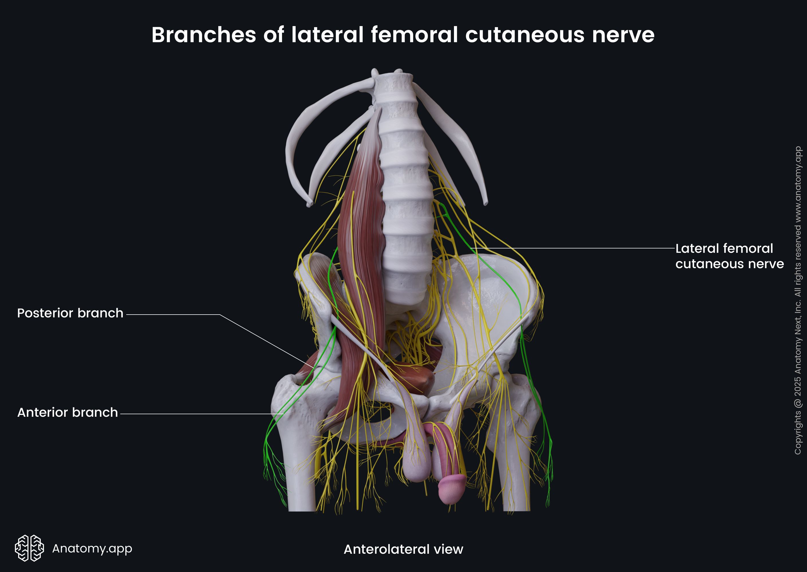 Branches of lateral femoral cutaneous nerve (male pelvis)