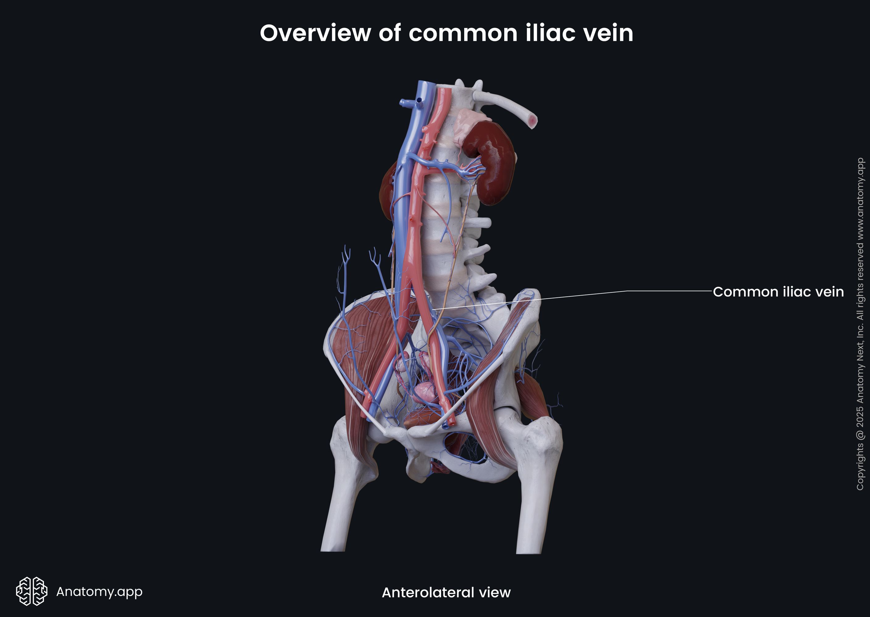 Overview of common iliac vein (female)