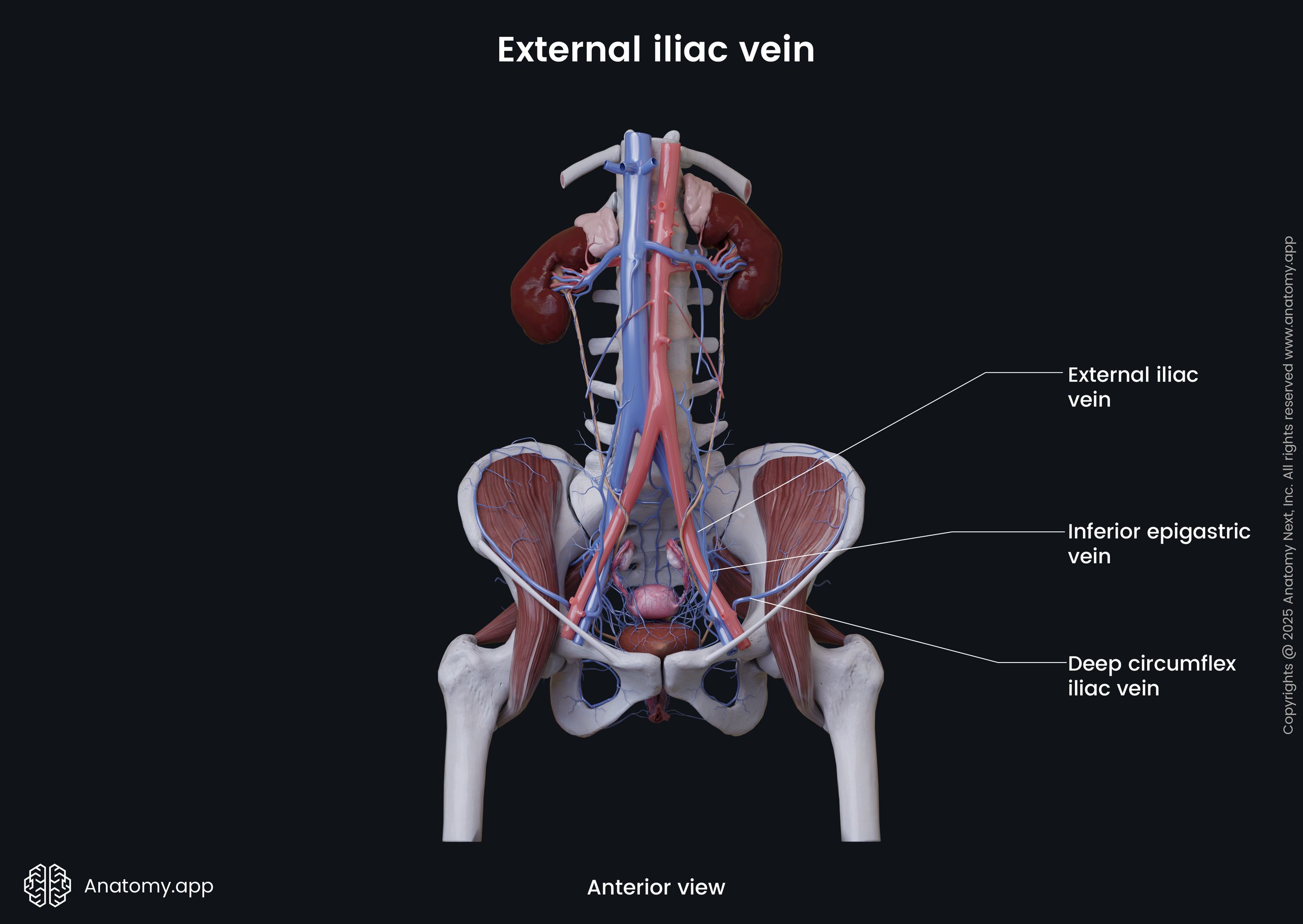External iliac vein (female)