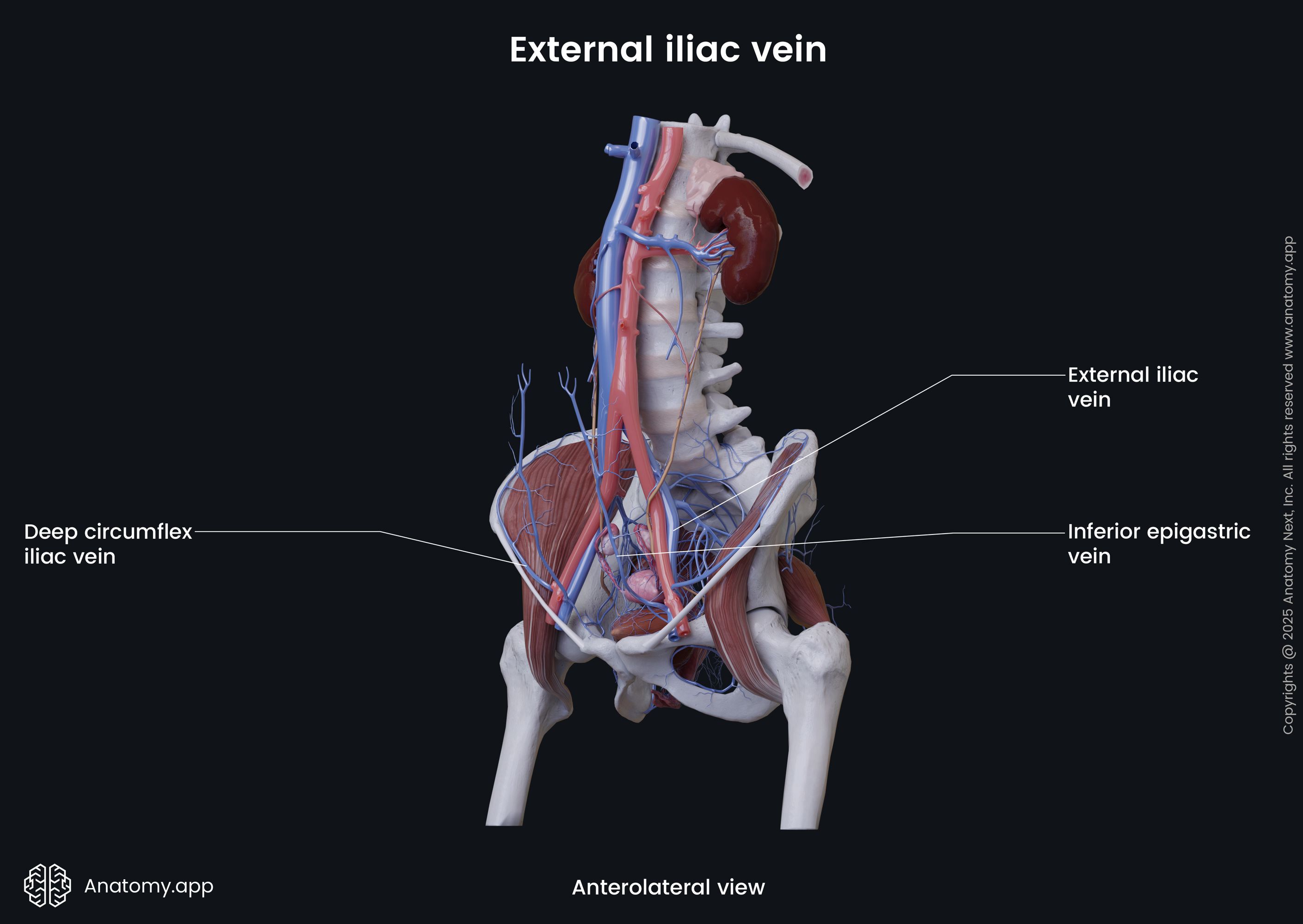 External iliac vein (female)