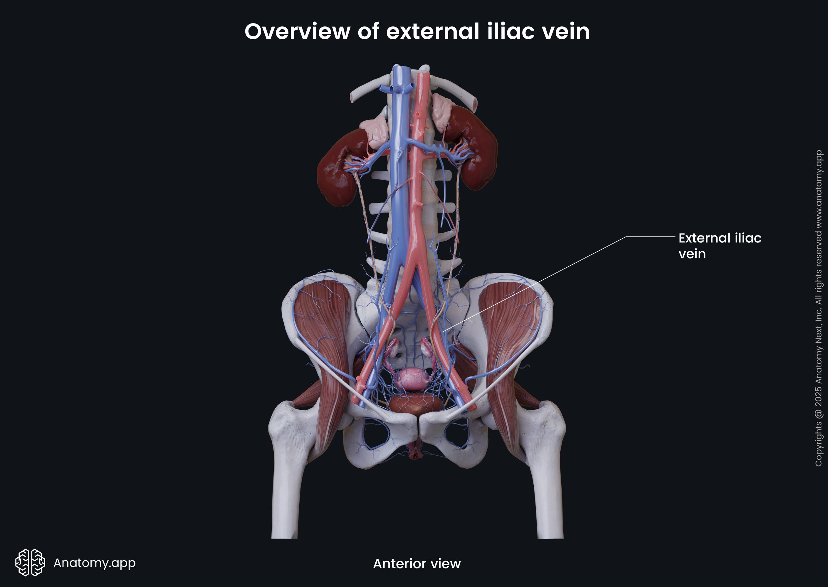 Overview of external iliac vein (female)