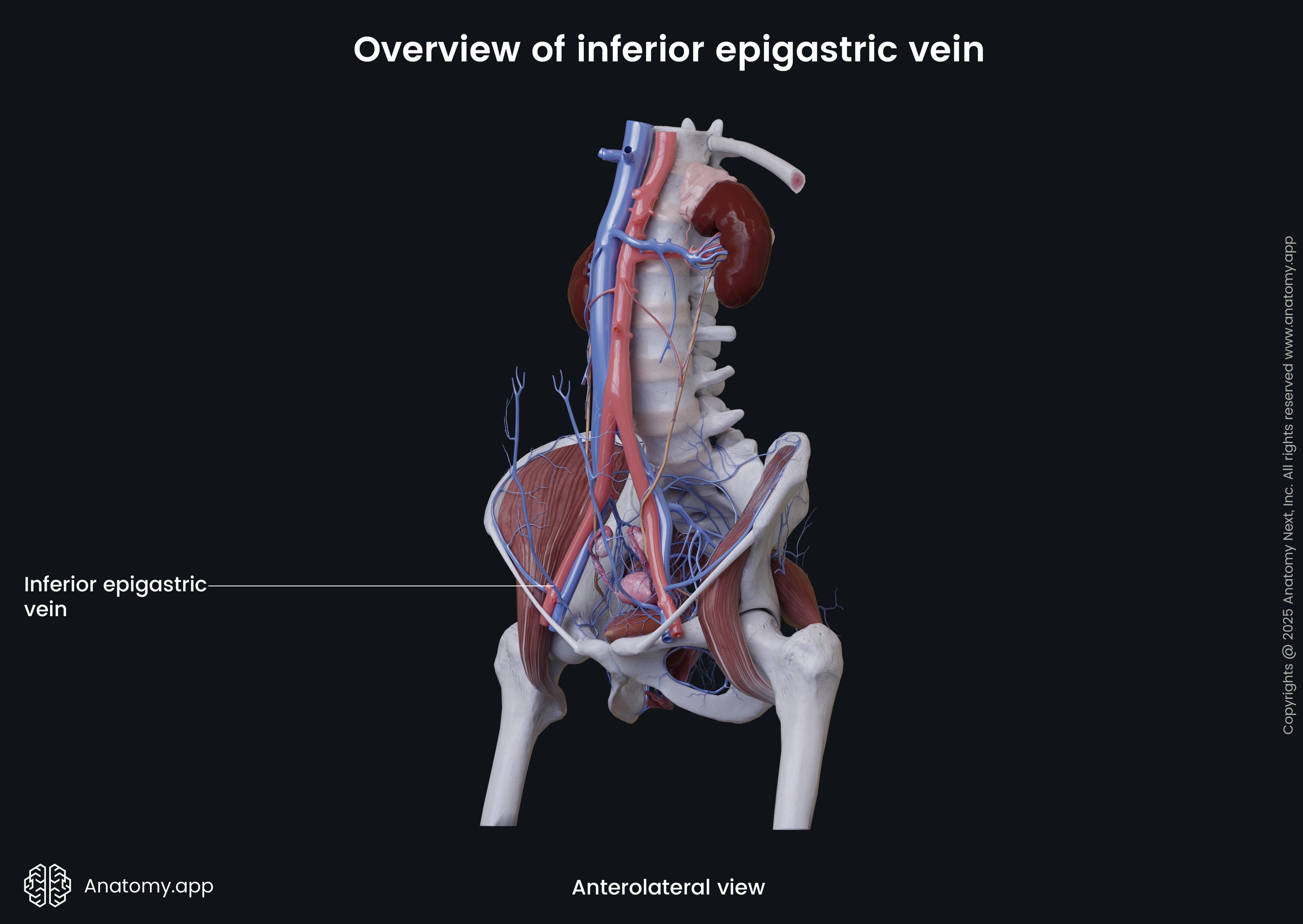 Overview of inferior epigastric vein (female)