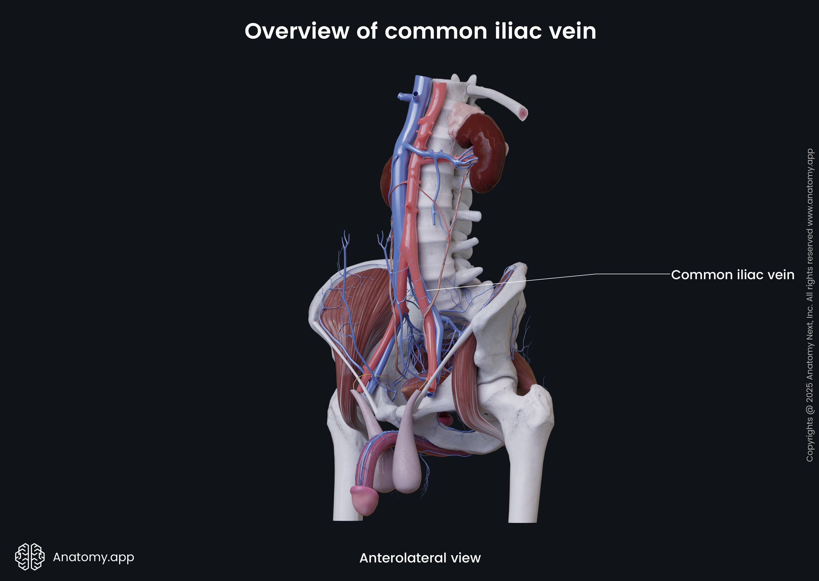 Overview of common iliac vein (male)