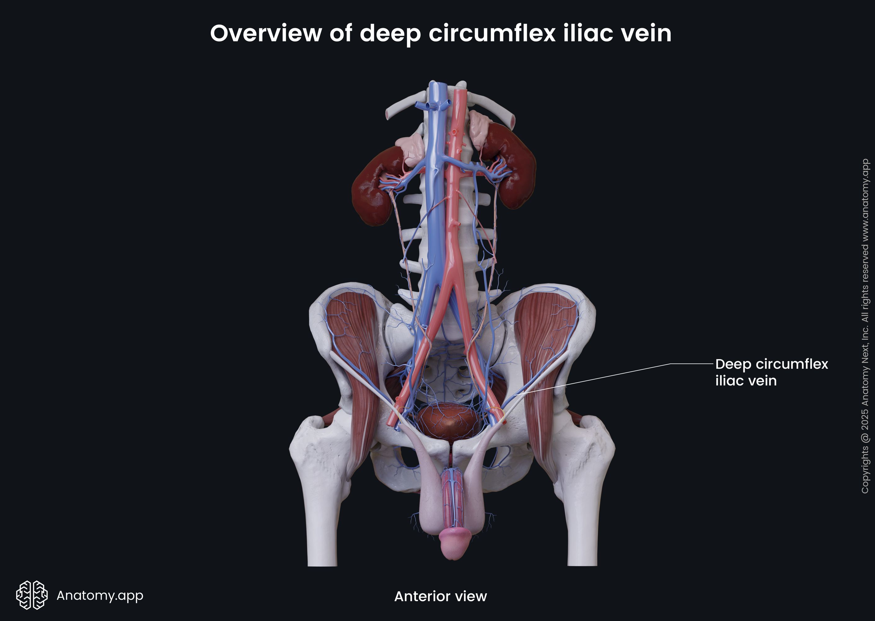 Overview of deep circumflex iliac vein (male)
