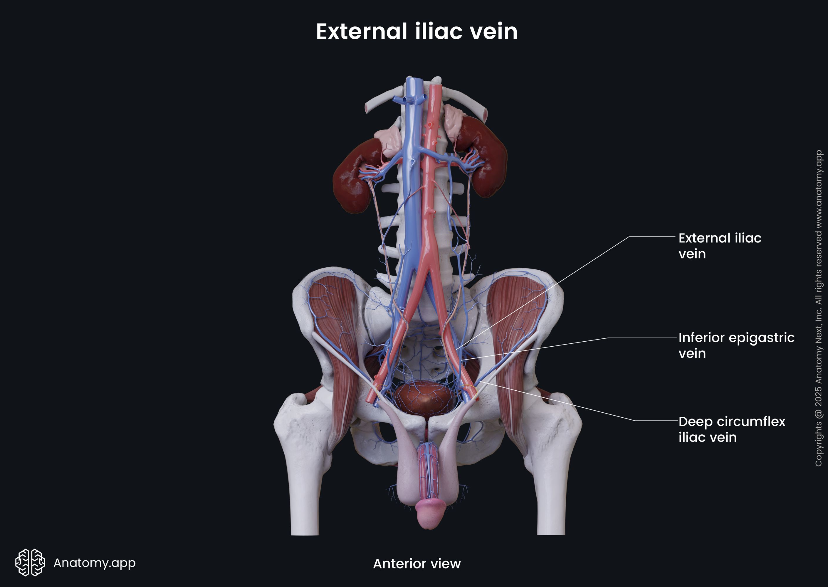 External iliac vein (male)