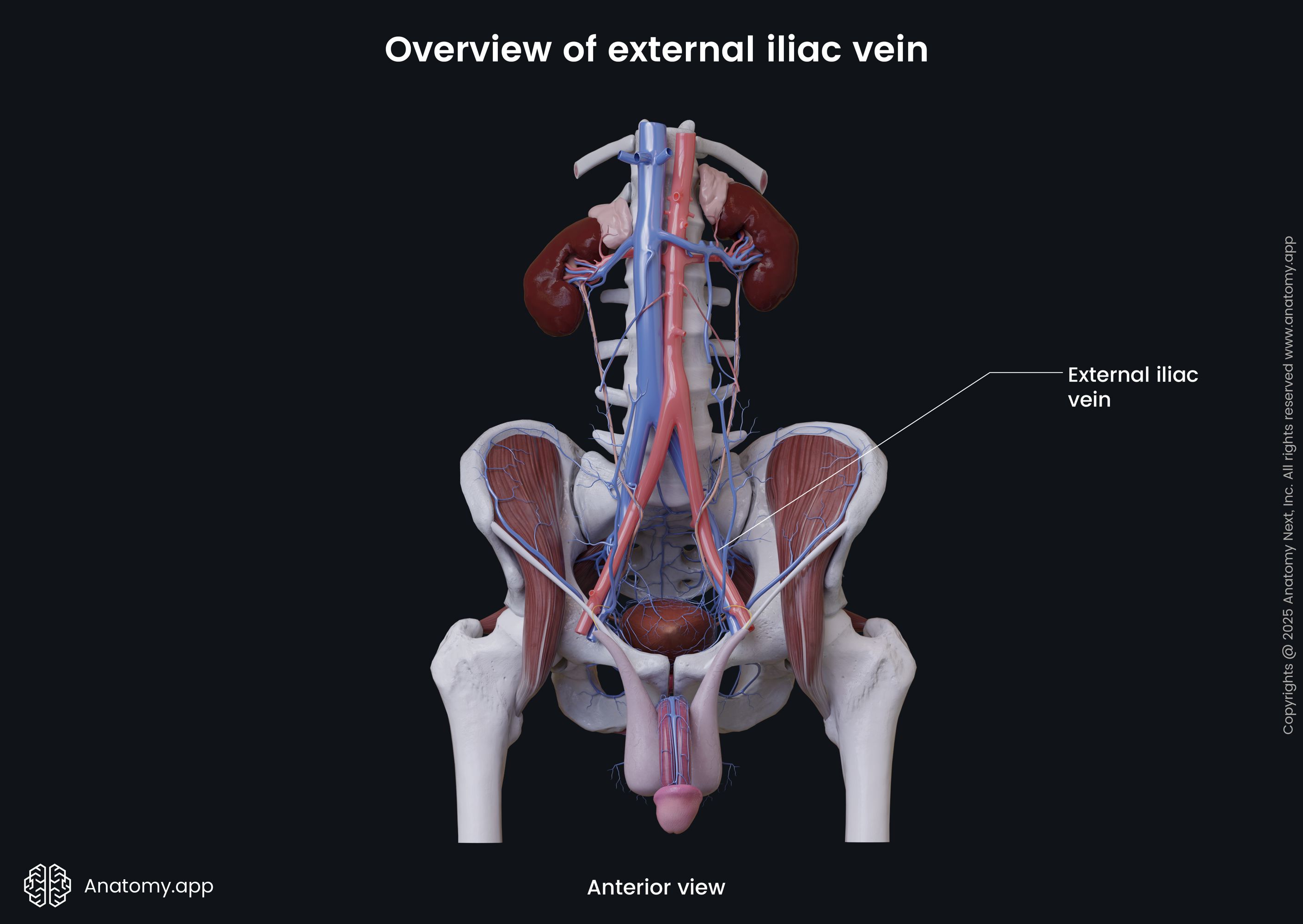 Overview of external iliac vein (male)