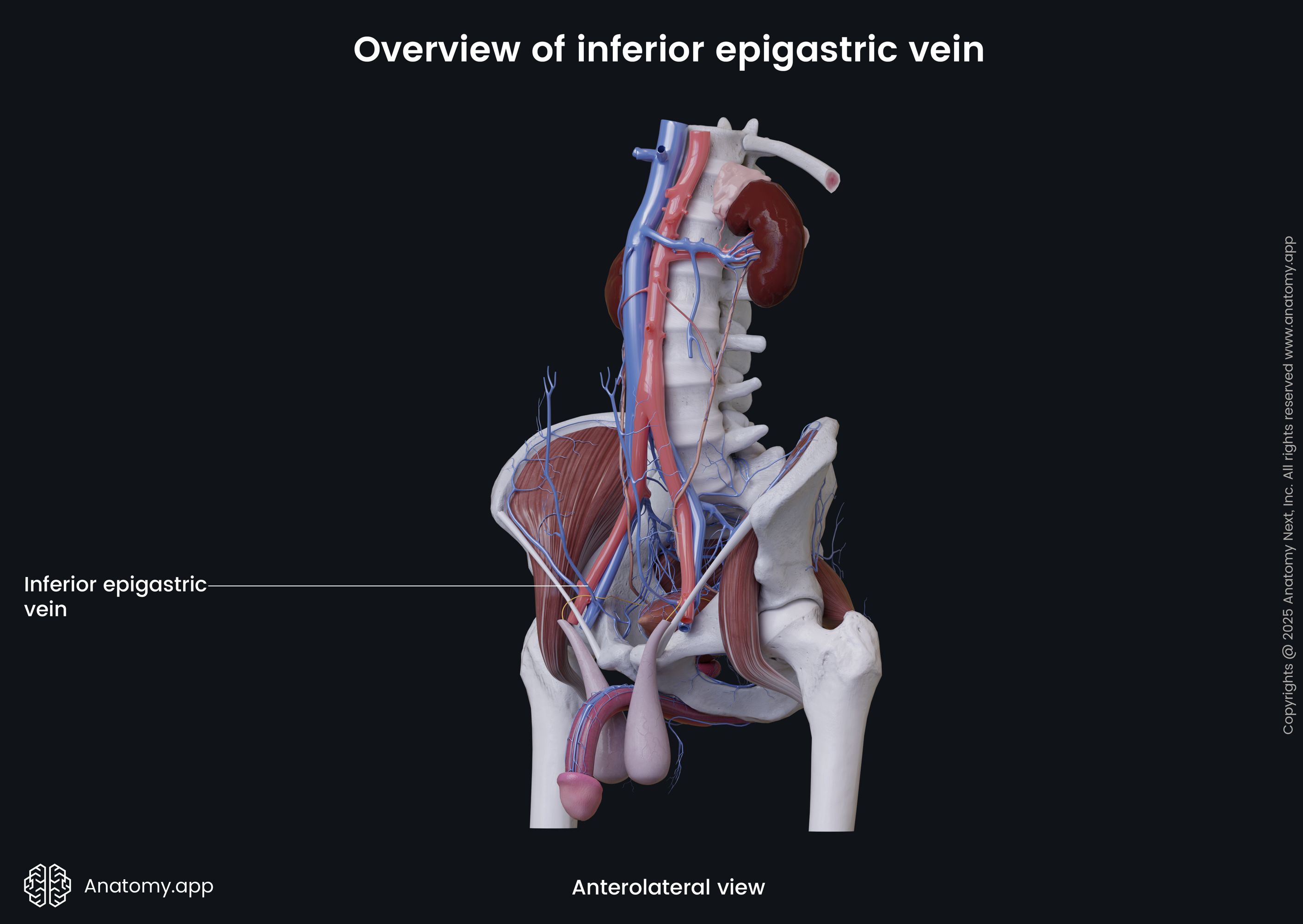 Overview of inferior epigastric vein (male)