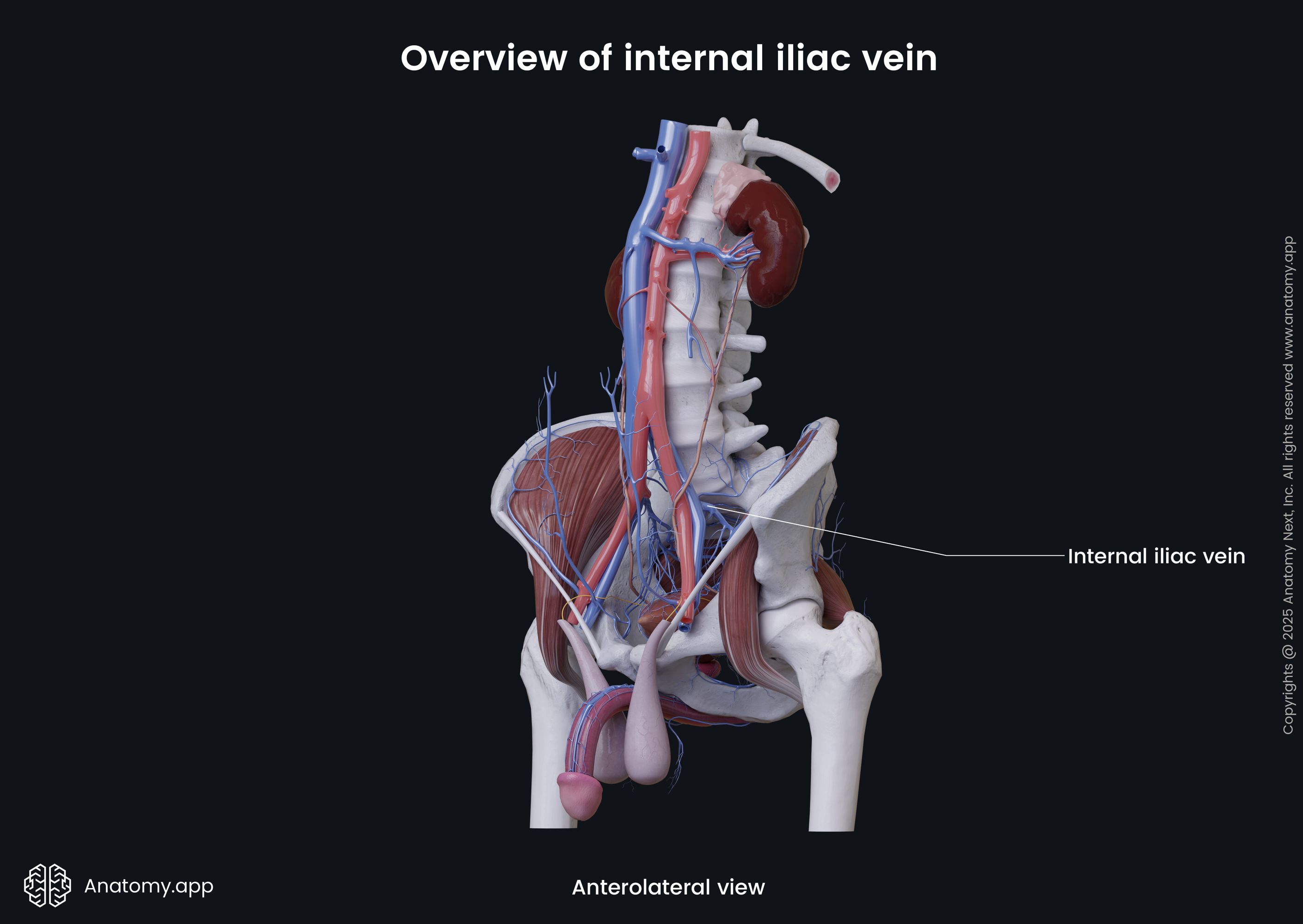 Overview of internal iliac vein (male)