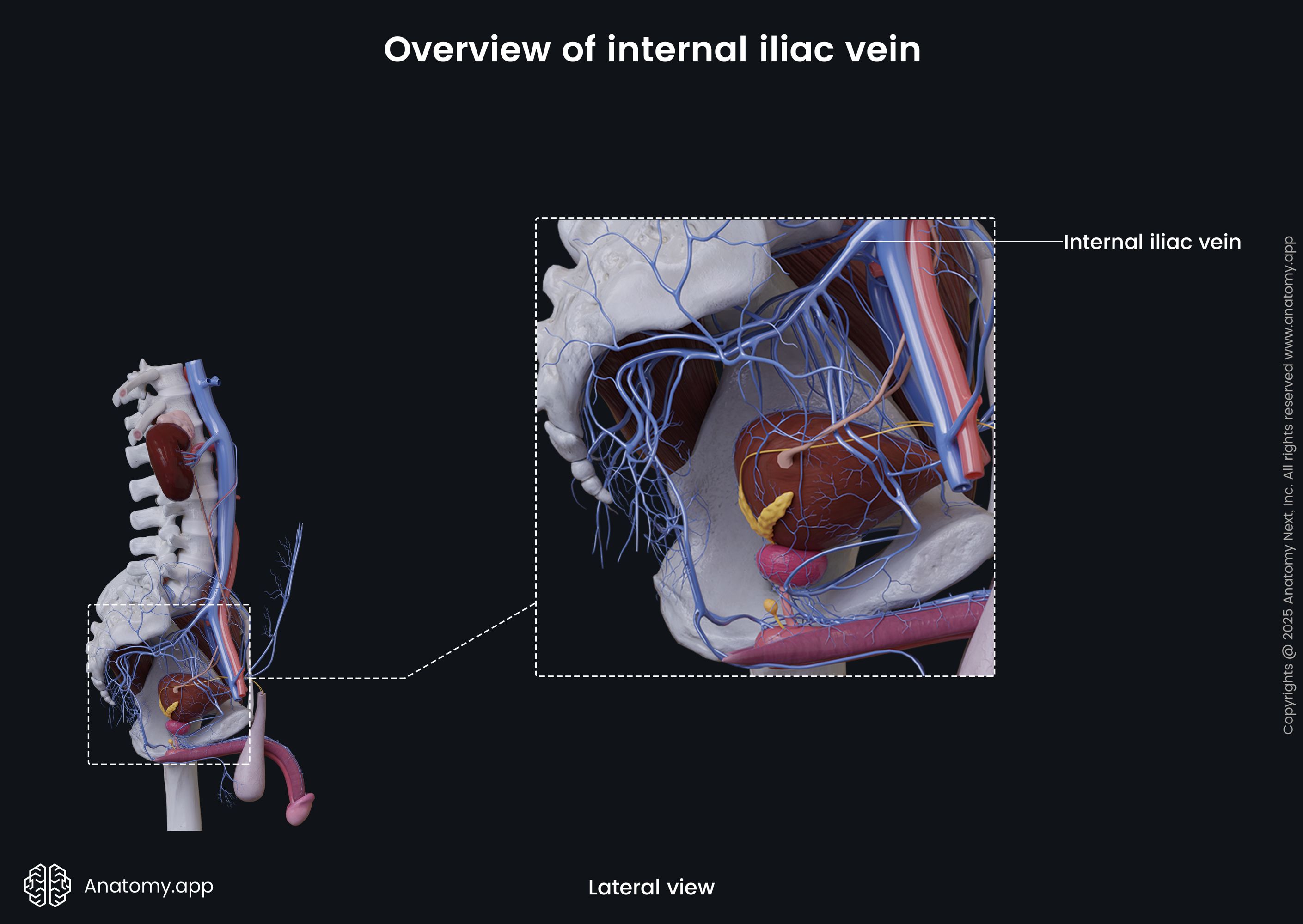 Overview of internal iliac vein (male)