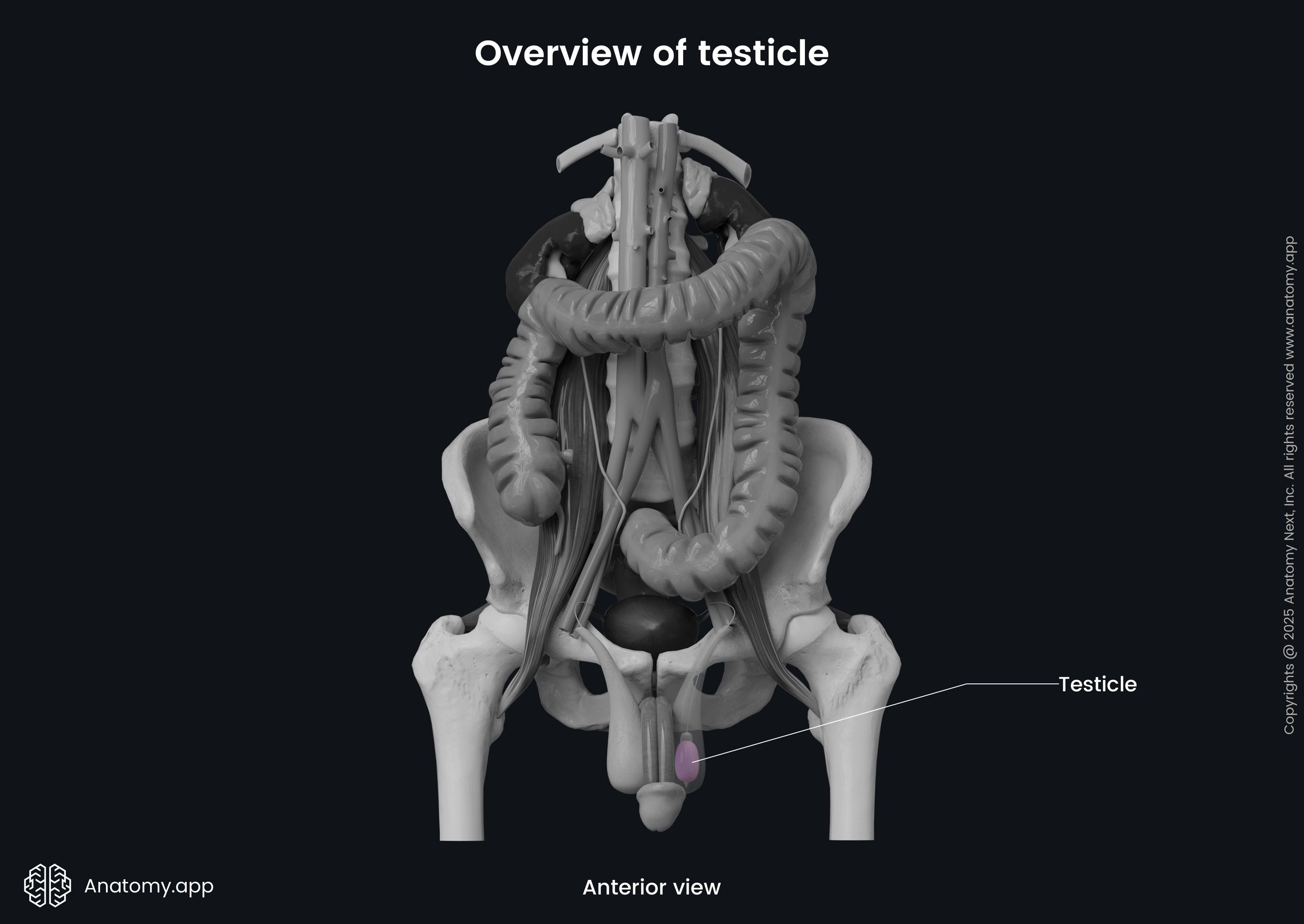Overview of testicle