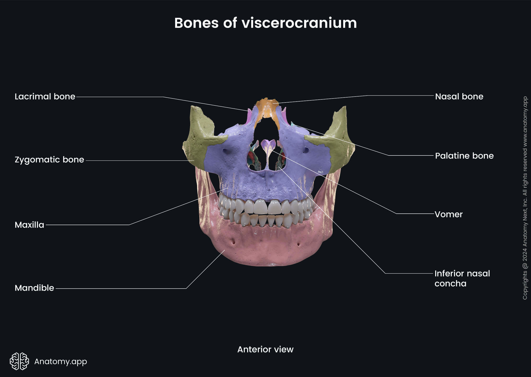 Bones of viscerocranium