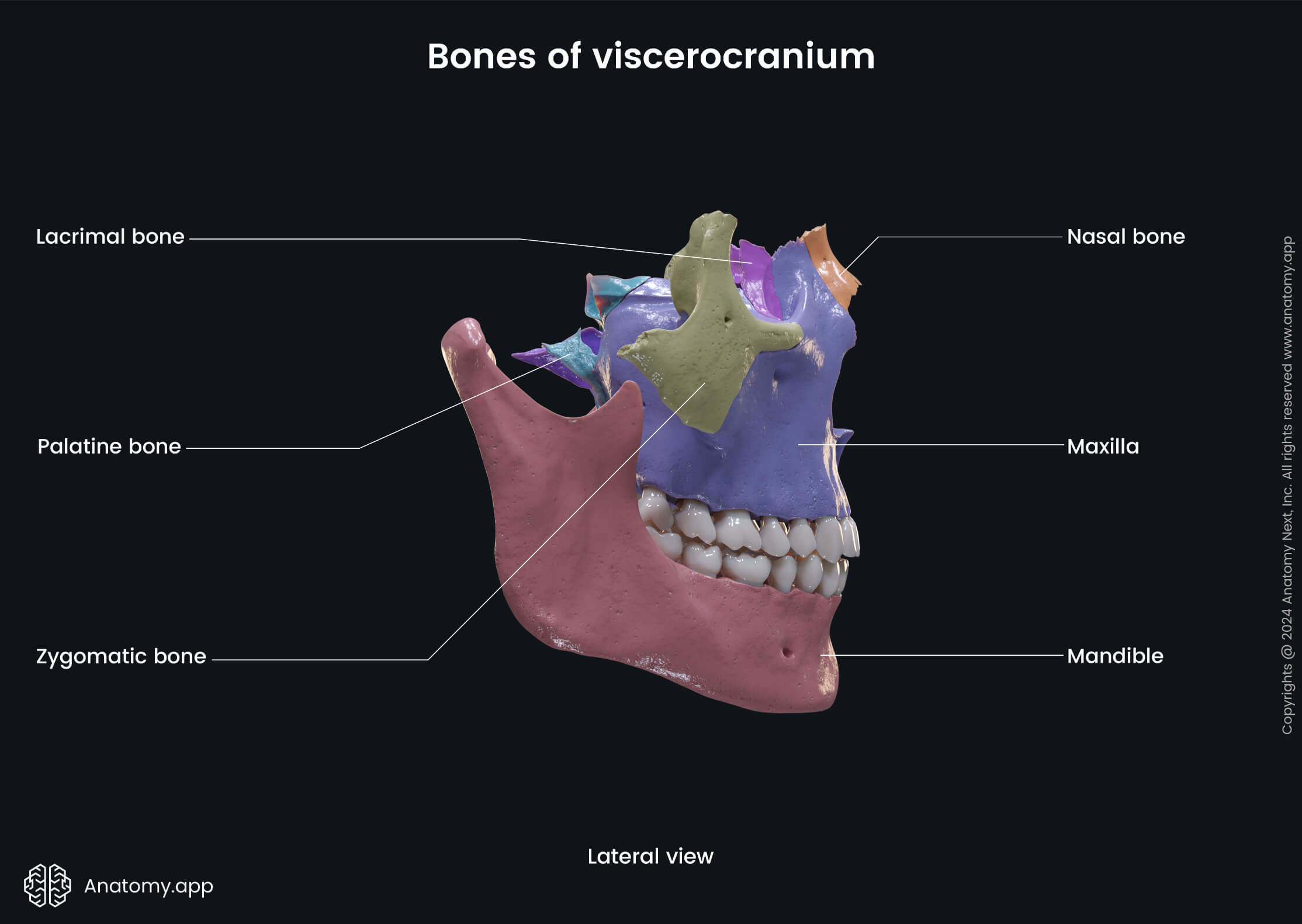 Bones of viscerocranium (lateral view)