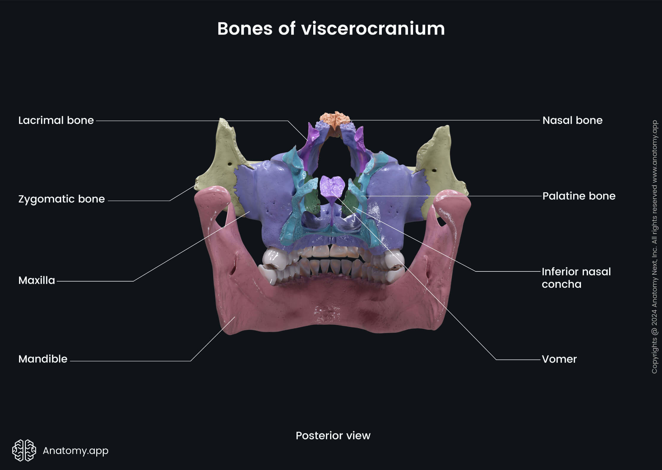 Bones of viscerocranium (posterior view)