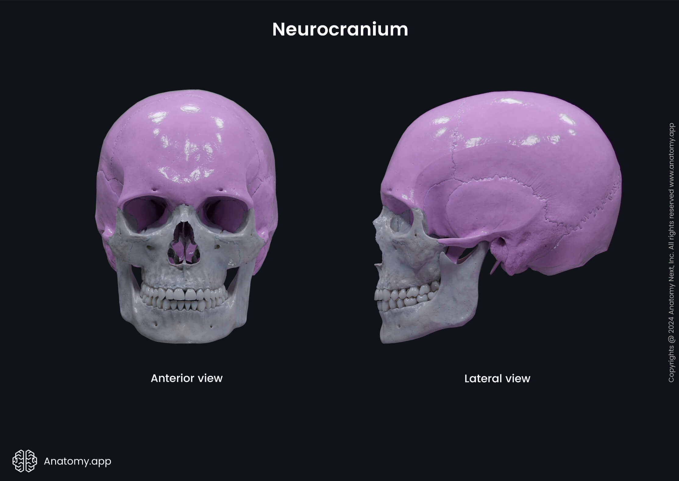 Neurocranium