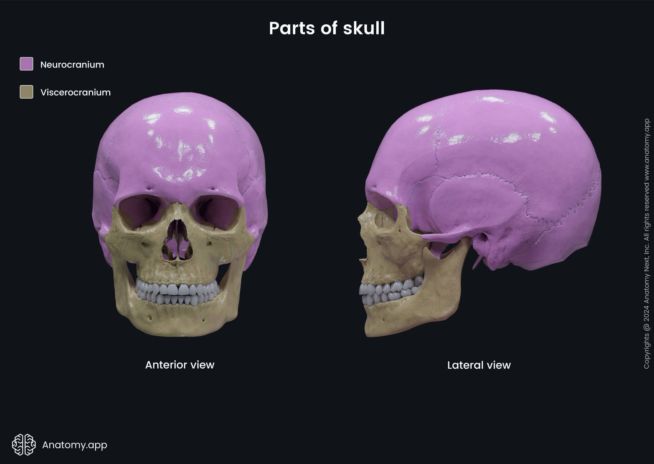 Parts of skull