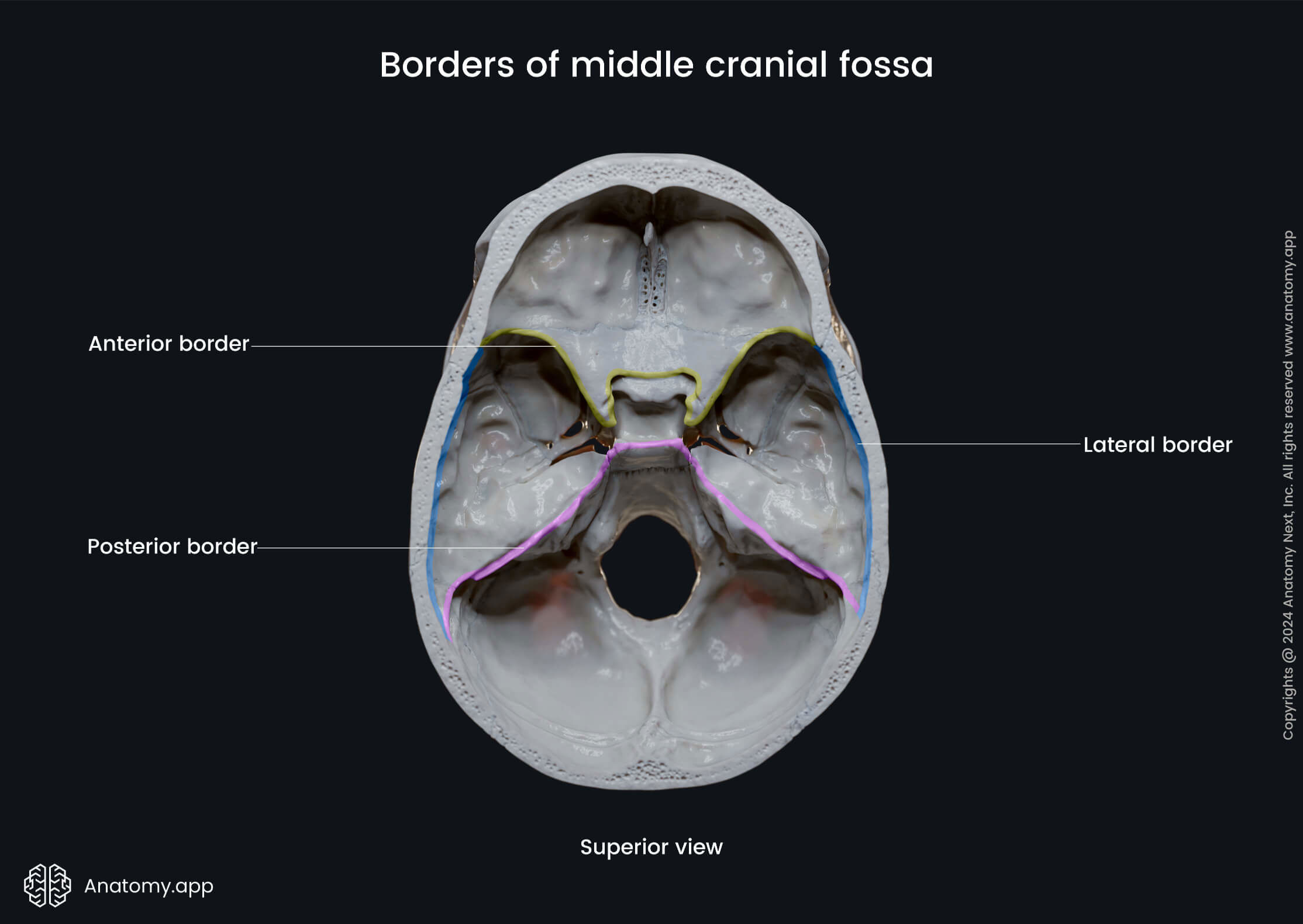 Borders of middle cranial fossa