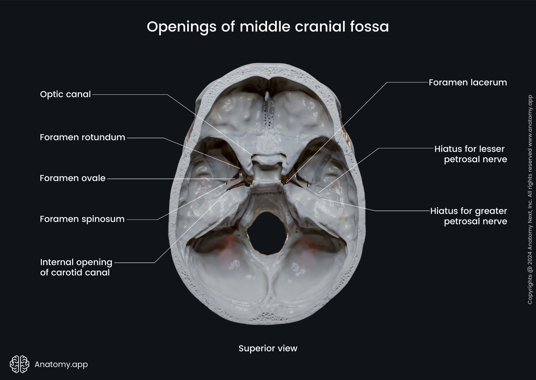 Openings of middle cranial fossa