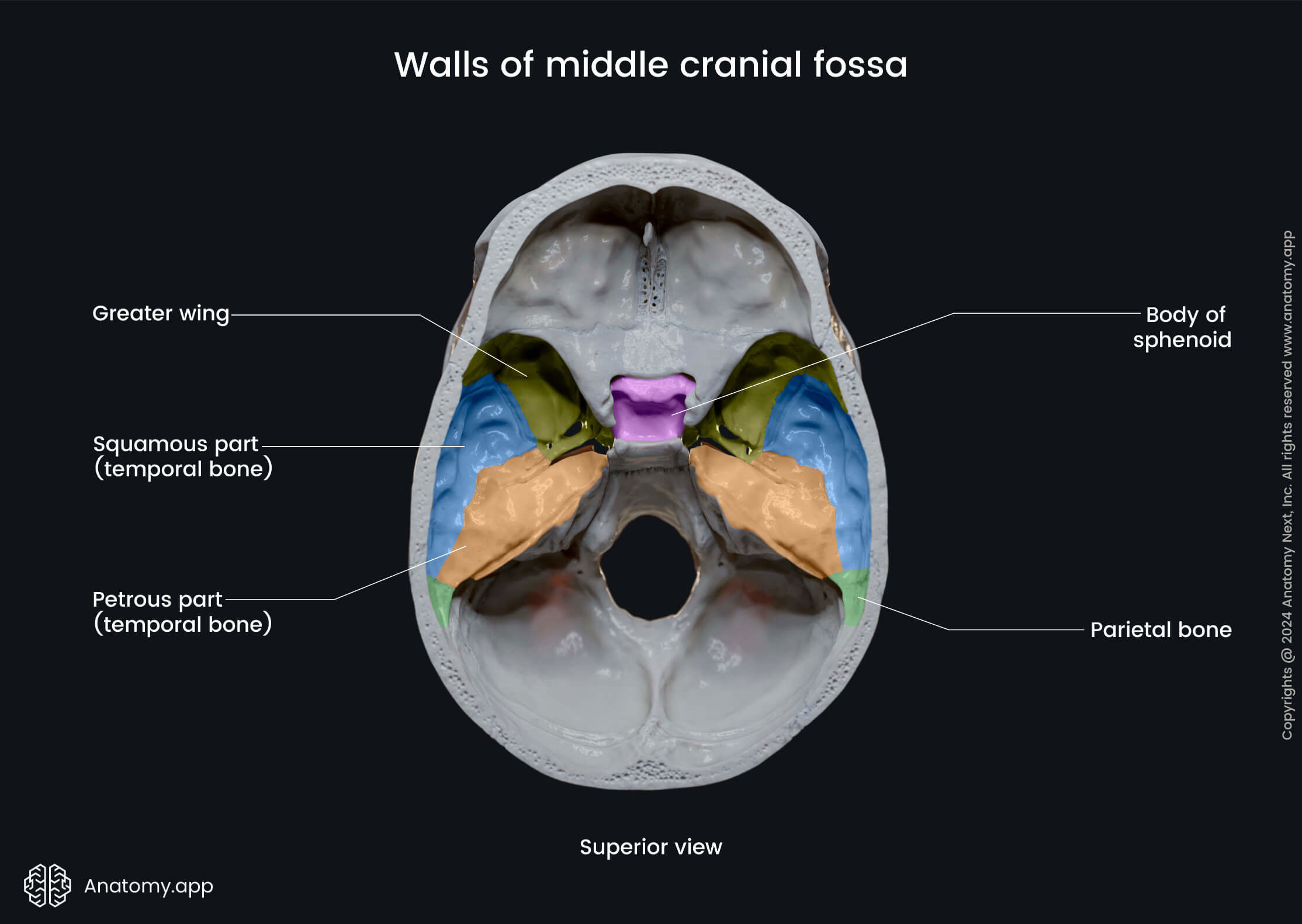 Walls of middle cranial fossa