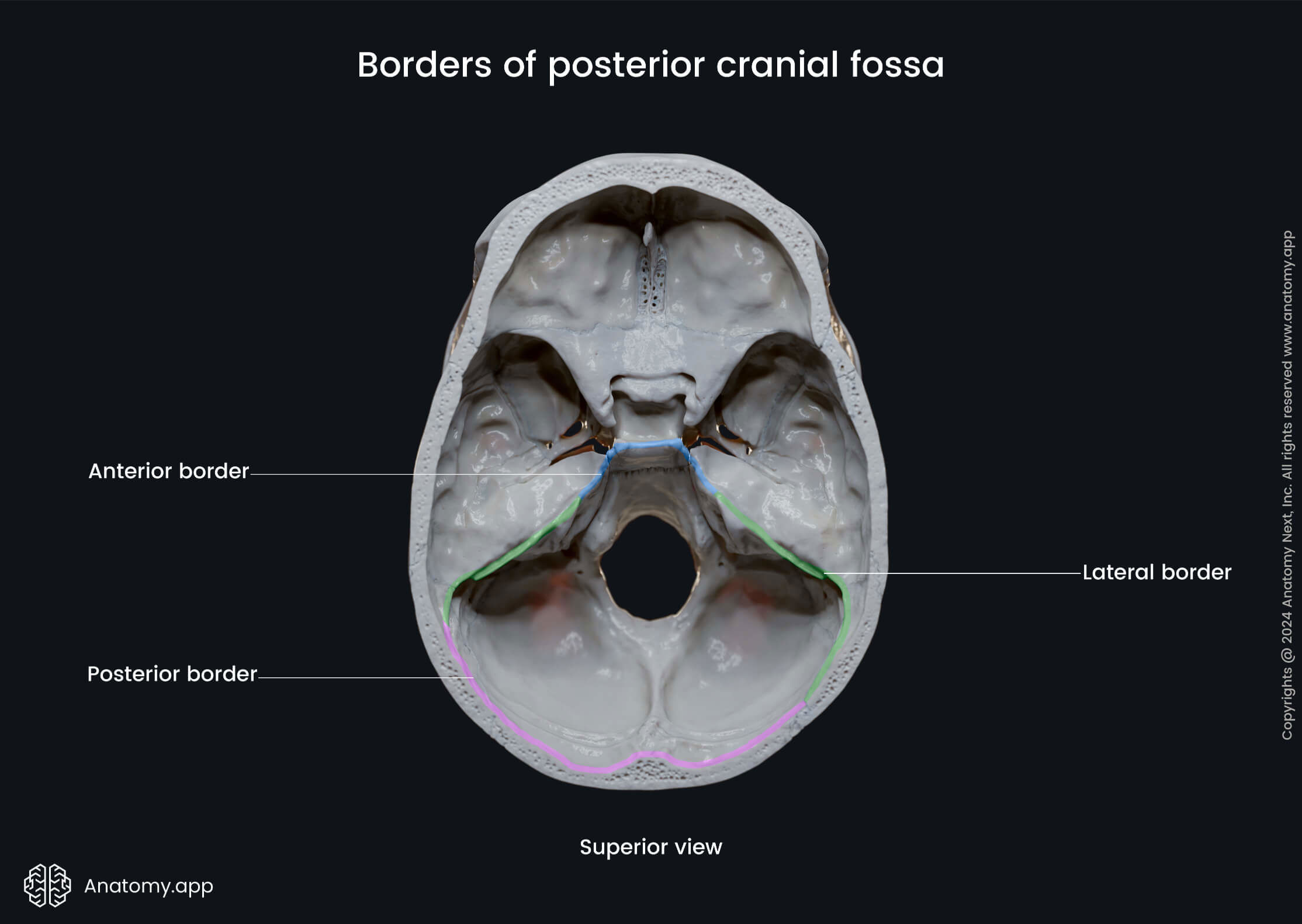 Borders of posterior cranial fossa