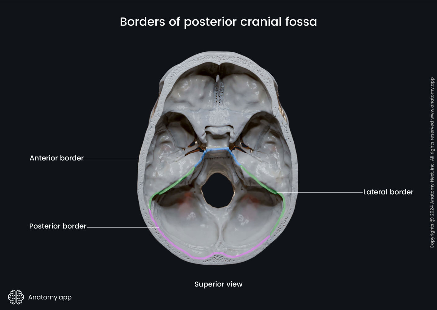 Borders of posterior cranial fossa | Media Library | Anatomy.app ...