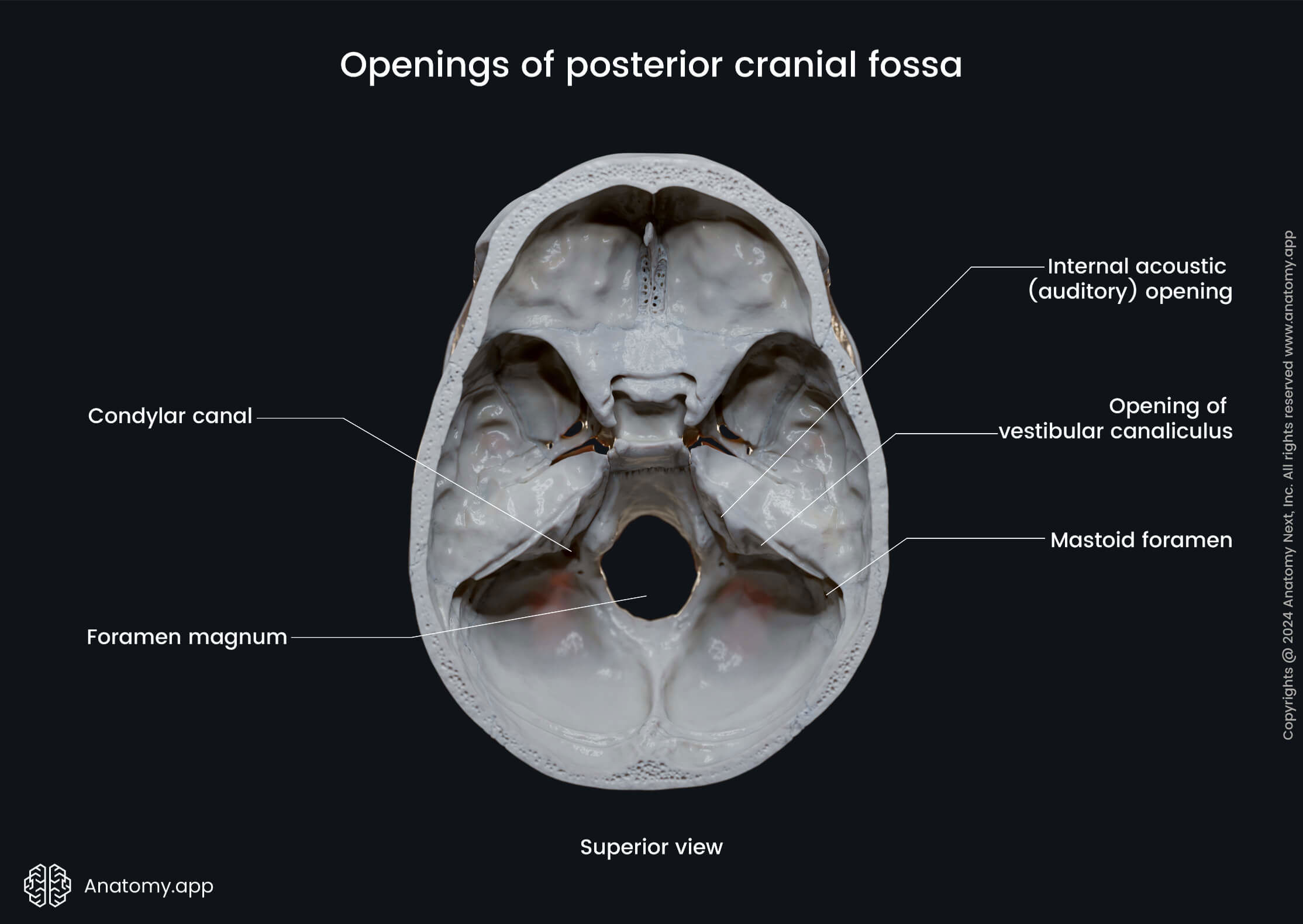 Openings of posterior cranial fossa