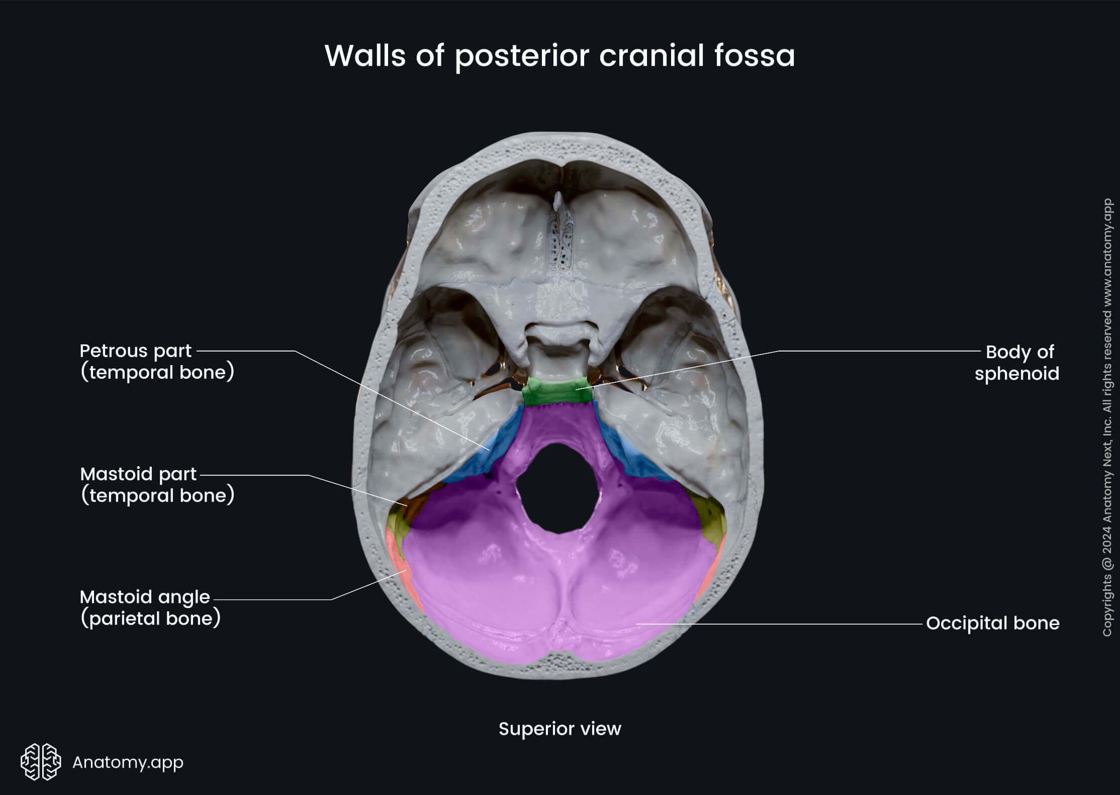 Walls of posterior cranial fossa