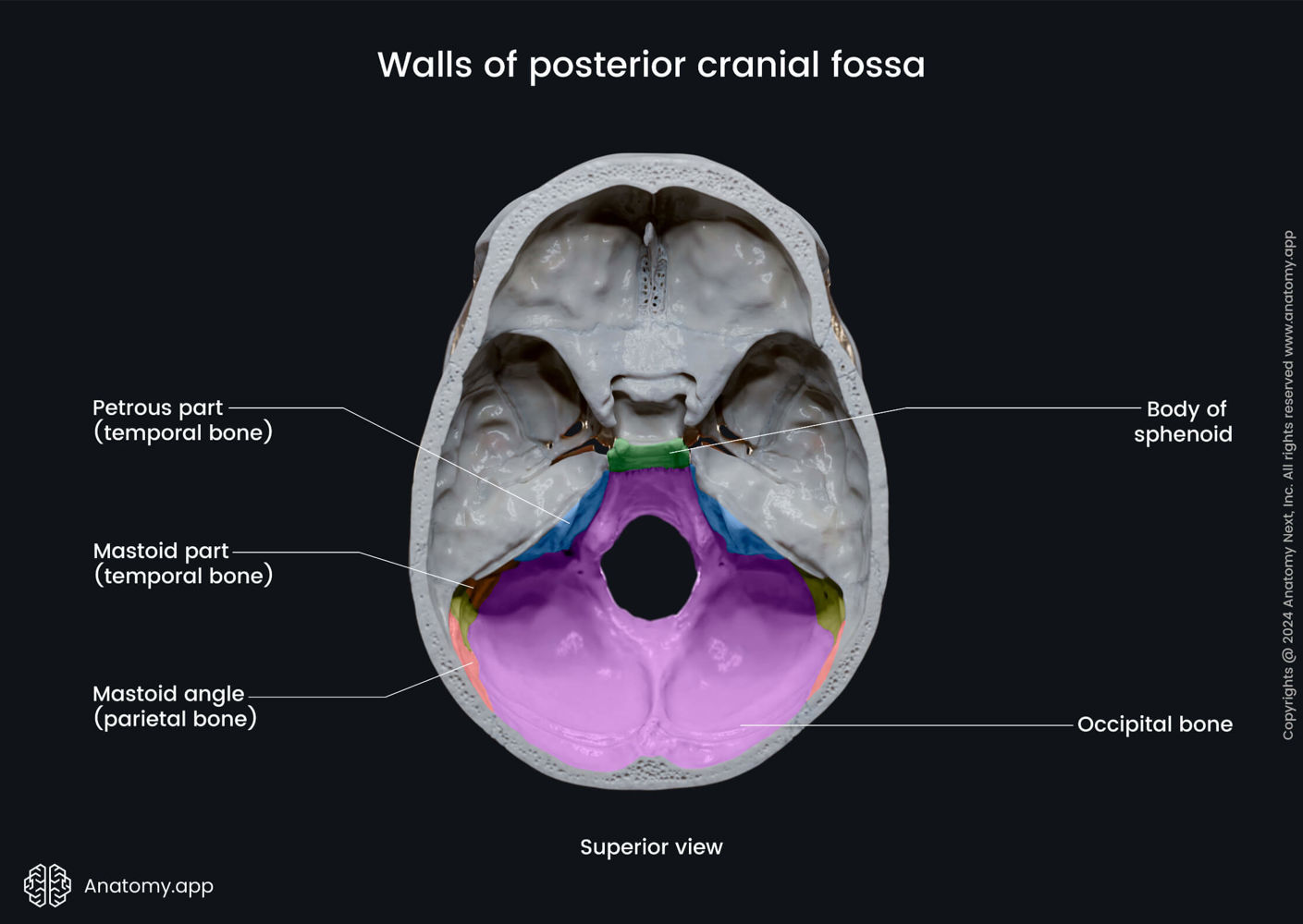 Walls of posterior cranial fossa | Media Library | Anatomy.app | Learn ...