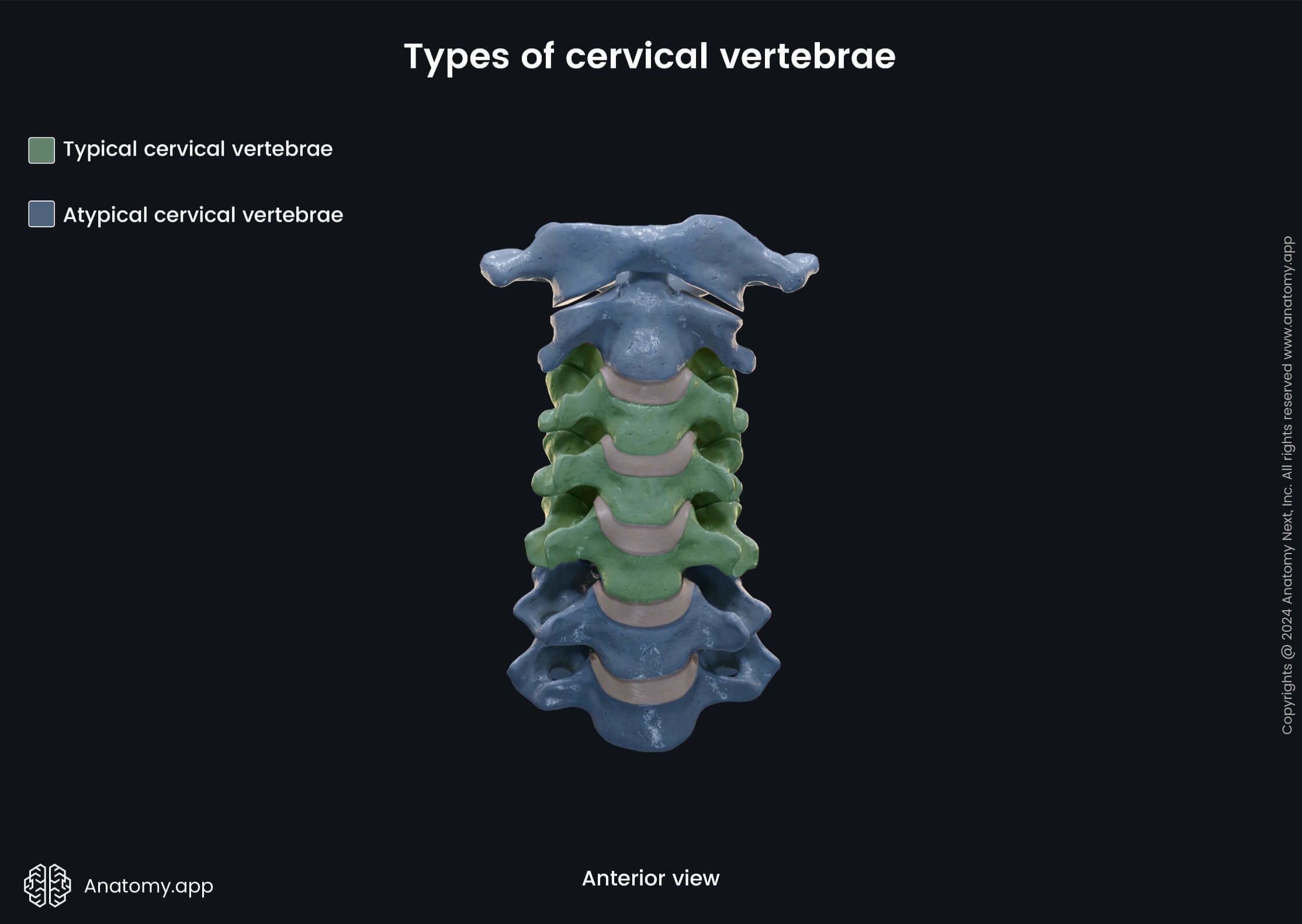 Types of cervical vertebrae