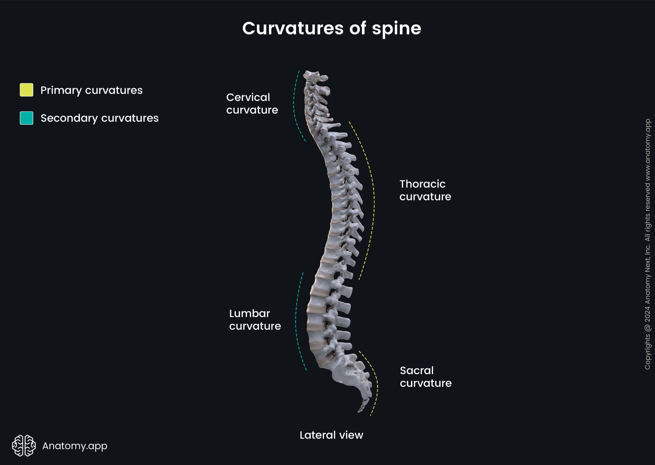 Curvatures of spine