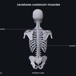 best app for building muscle at home