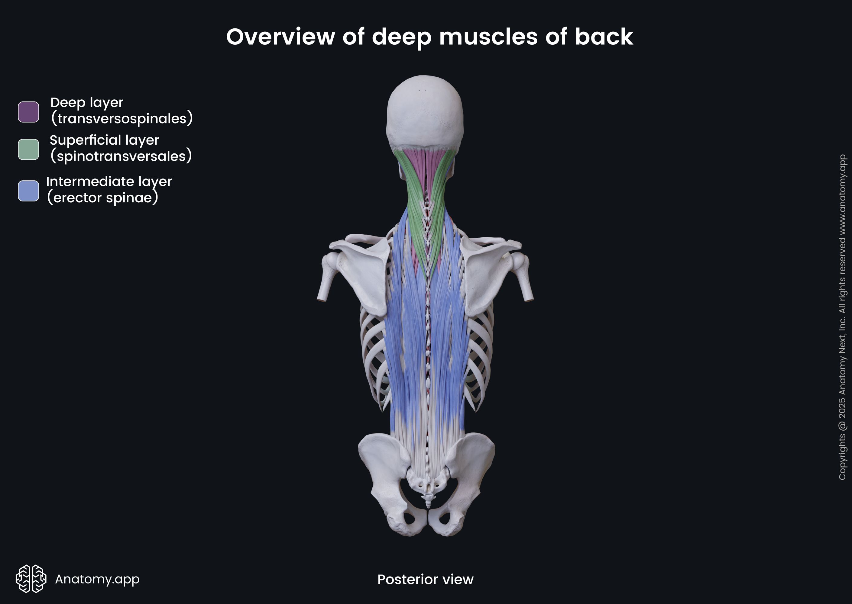 Overview of deep muscles of back (posterior view)