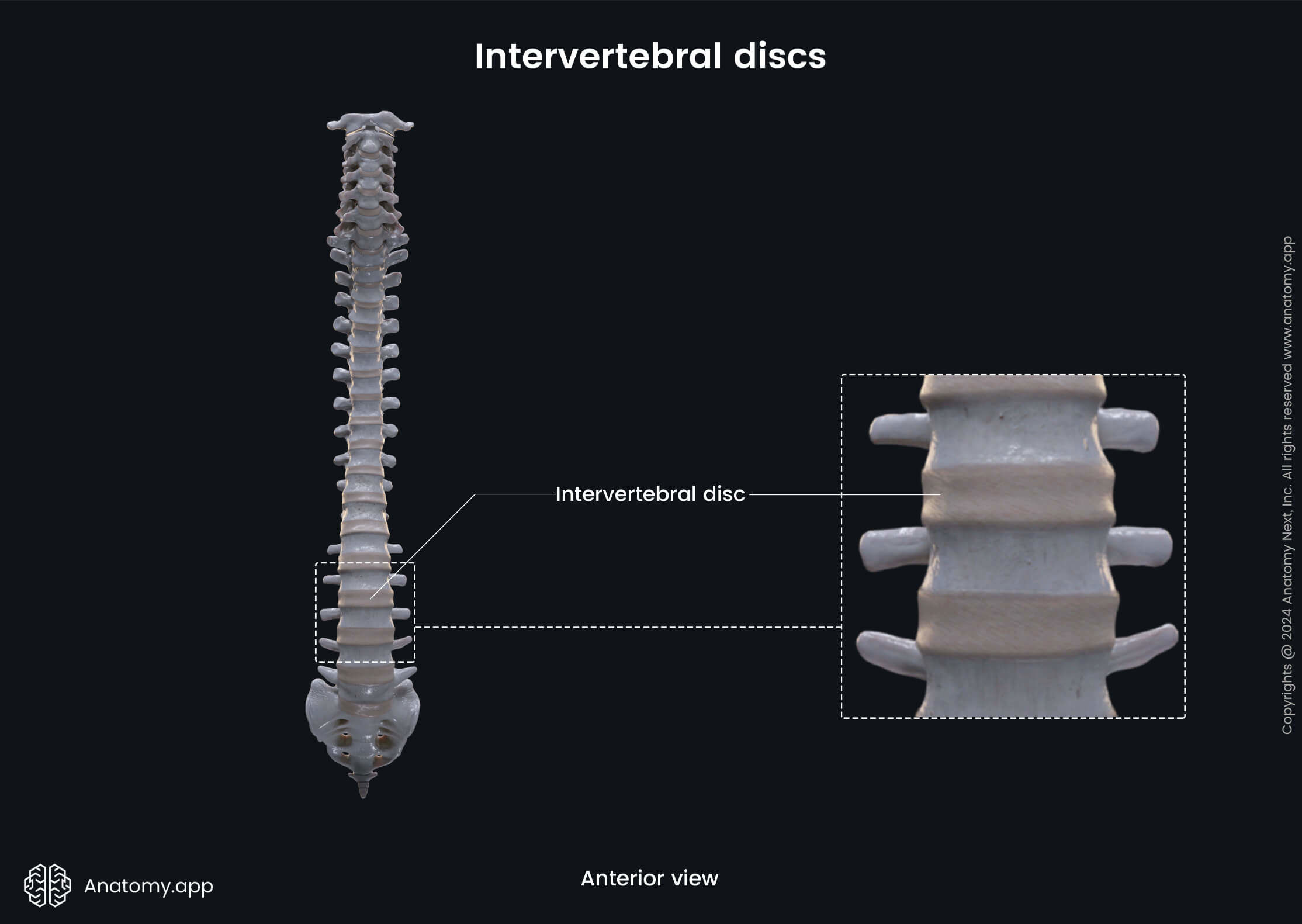 Intervertebral discs