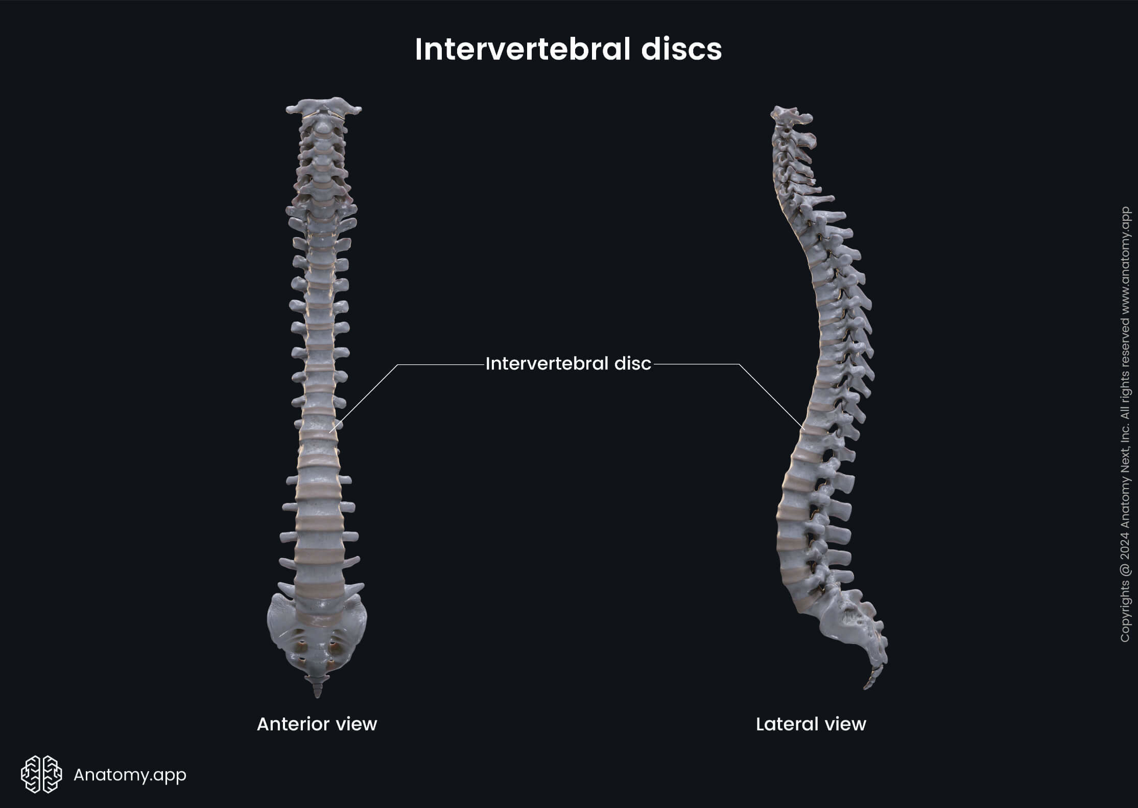 Intervertebral discs