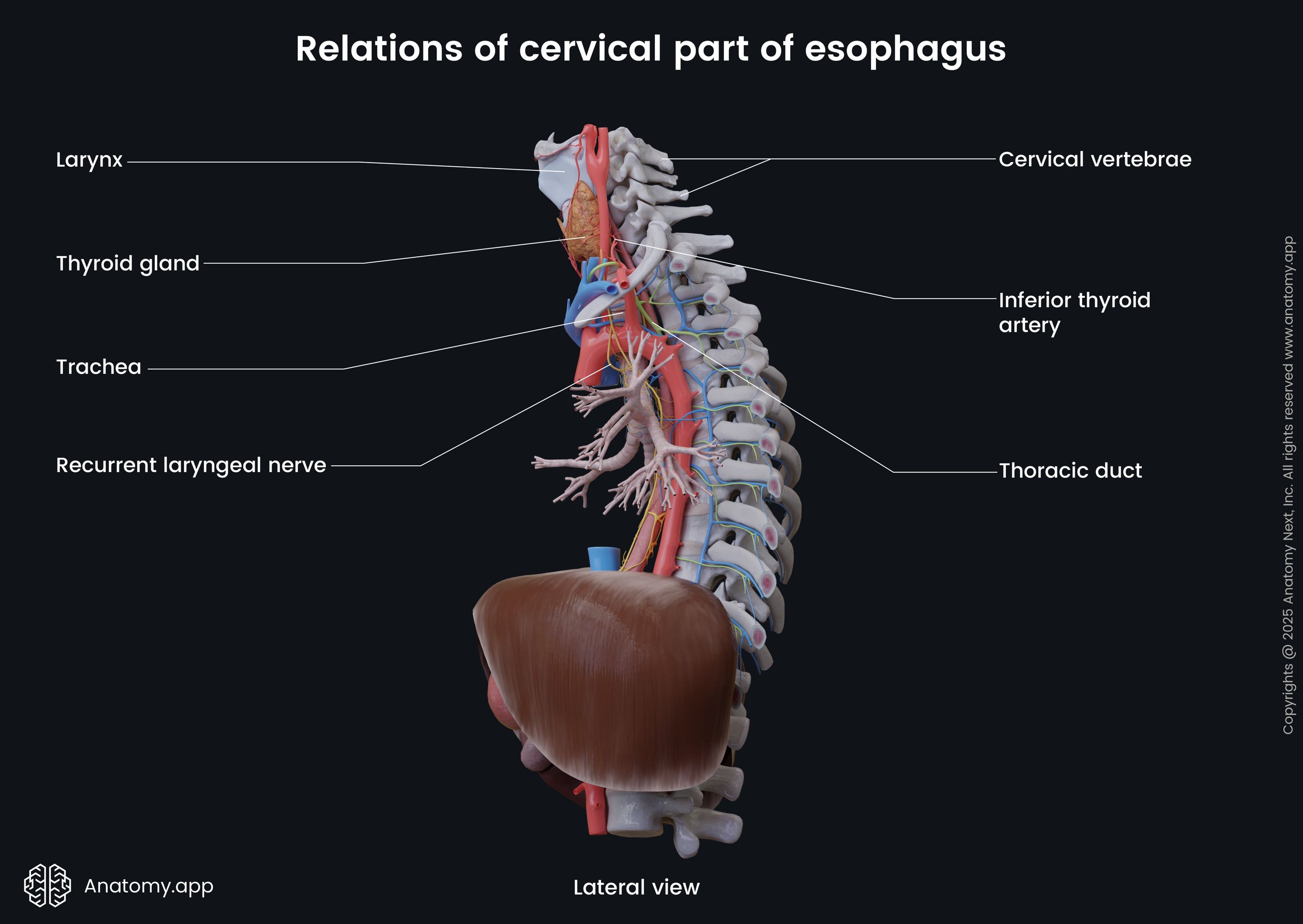 Relations of cervical part of esophagus