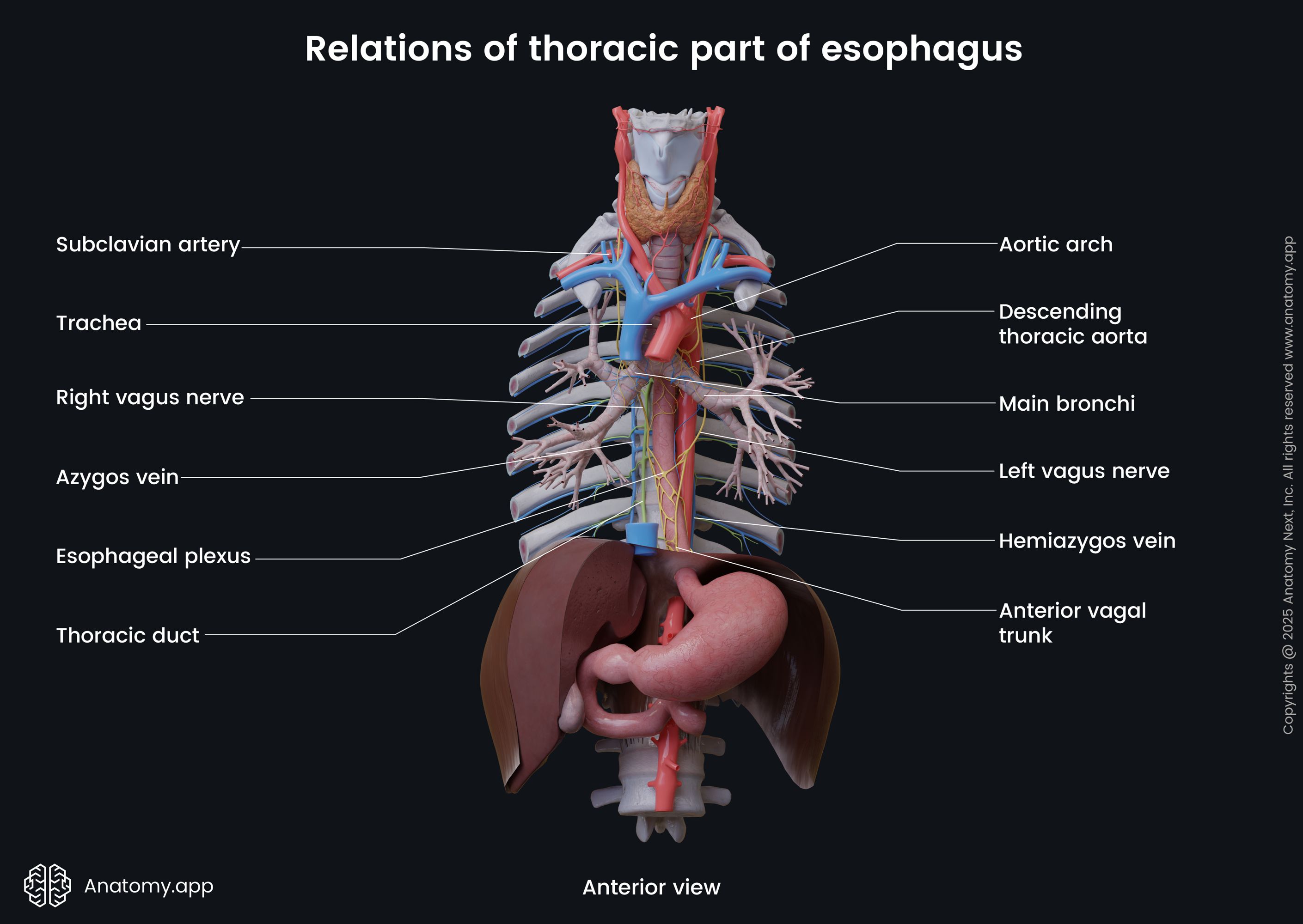 Relations of thoracic part of esophagus