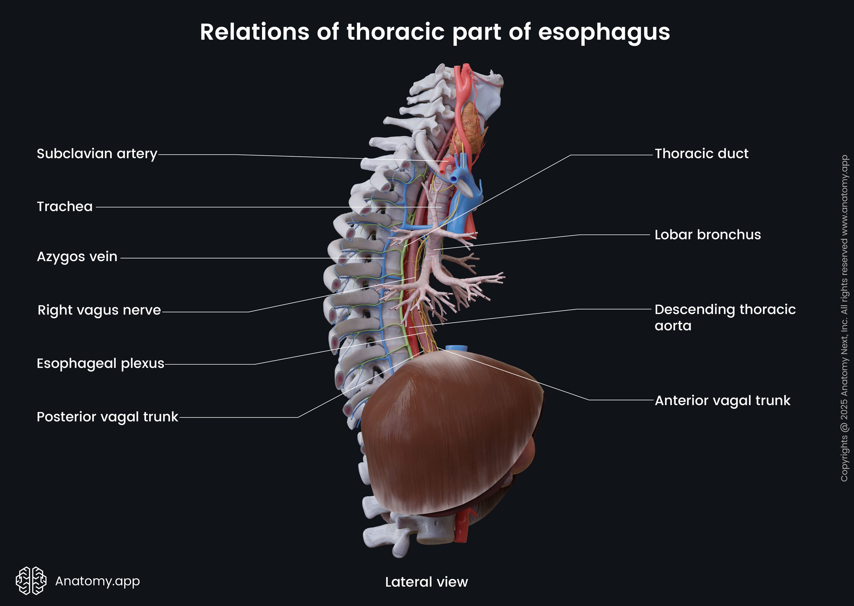 Relations of thoracic part of esophagus