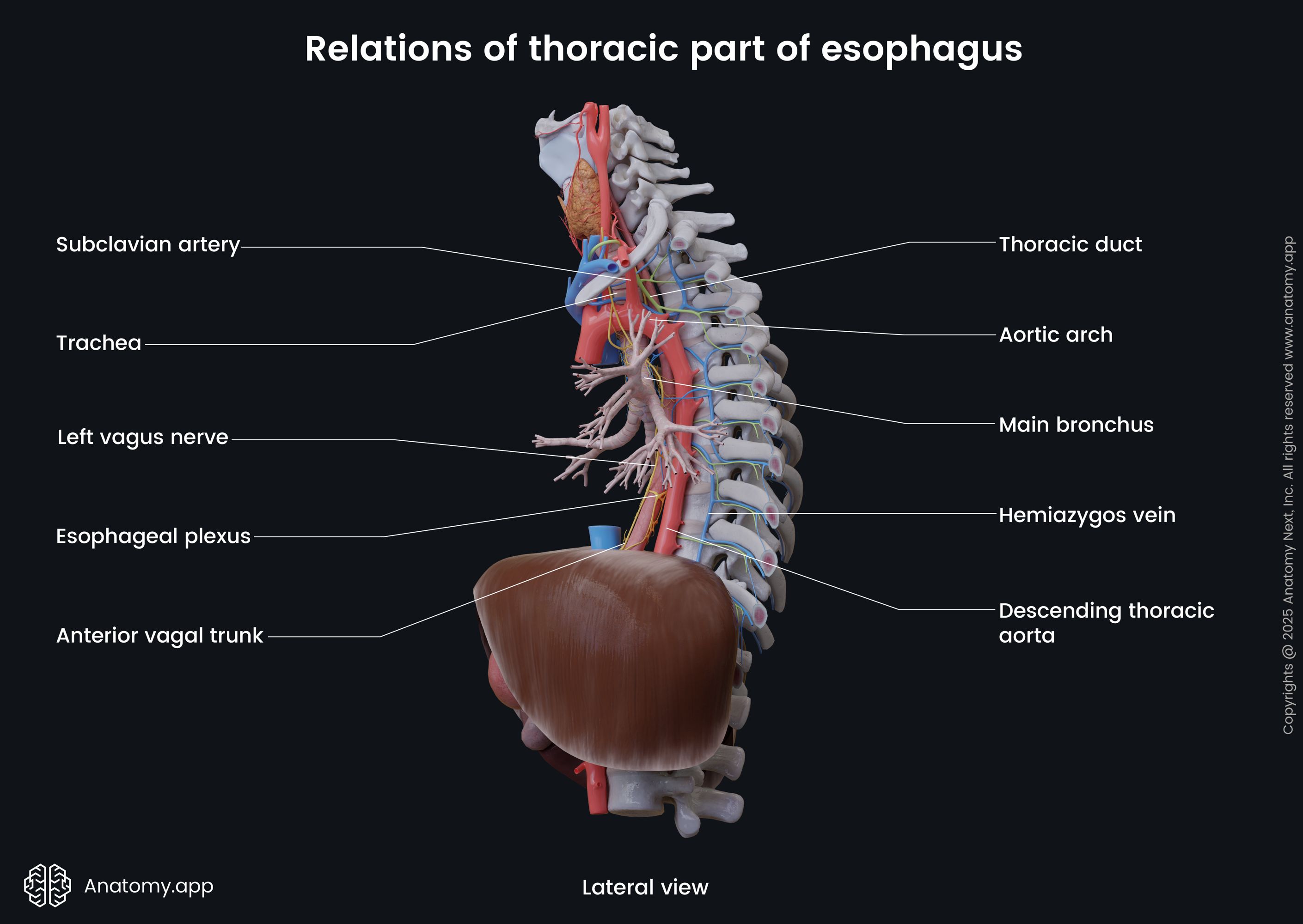 Relations of thoracic part of esophagus