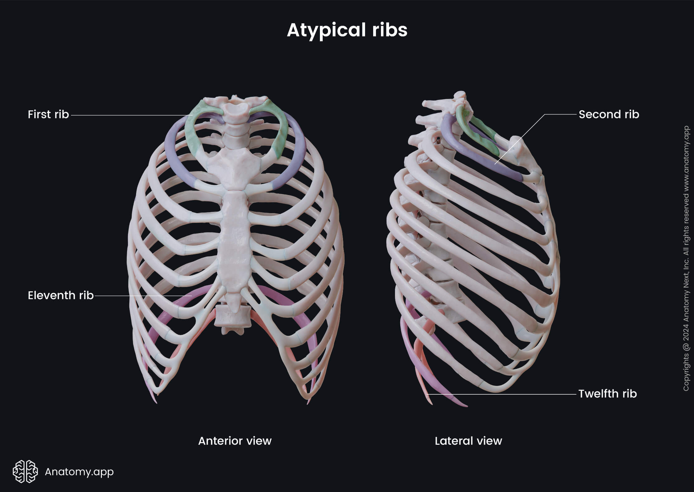 Atypical ribs | Media Library | Anatomy.app | Learn anatomy | 3D models ...