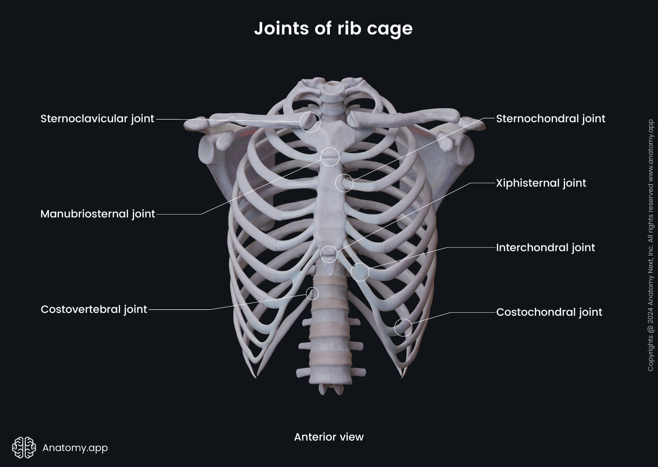 Joints of rib cage (anterior view)