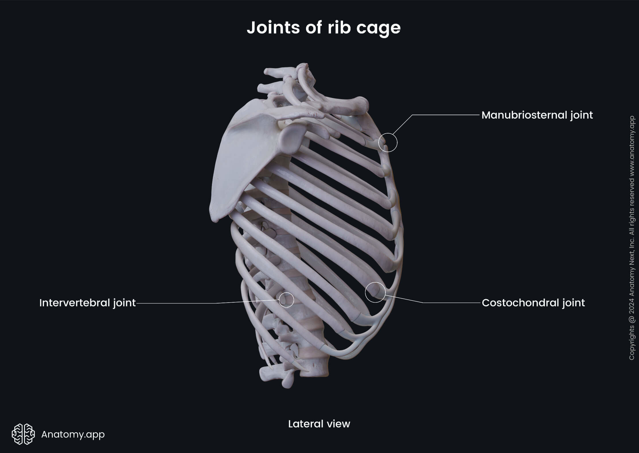 Joints of rib cage (lateral view)