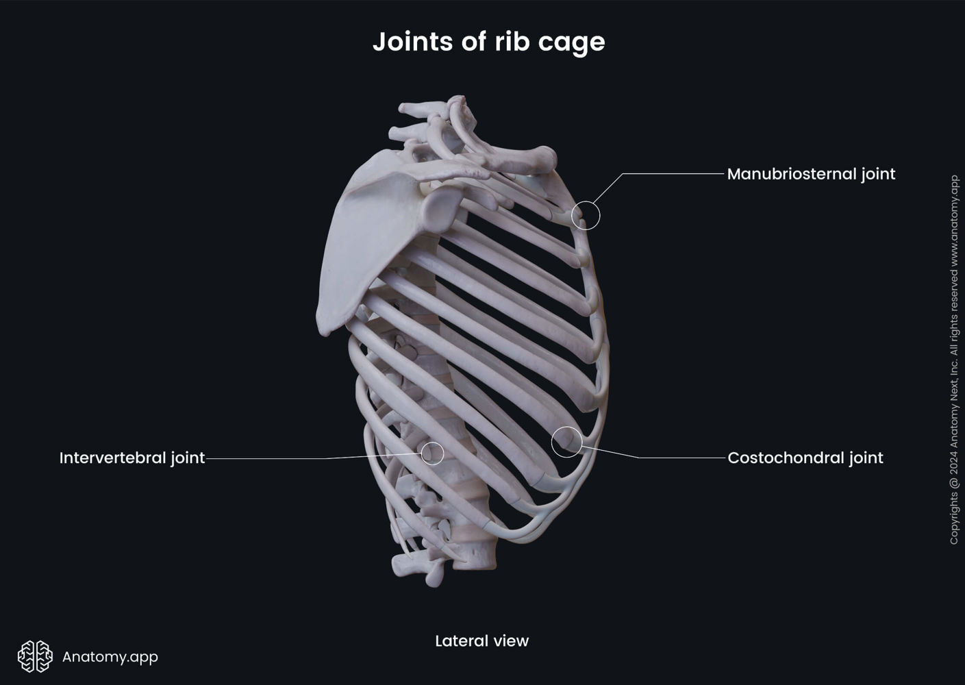 Joints of rib cage (lateral view) | Media Library | Anatomy.app | Learn ...