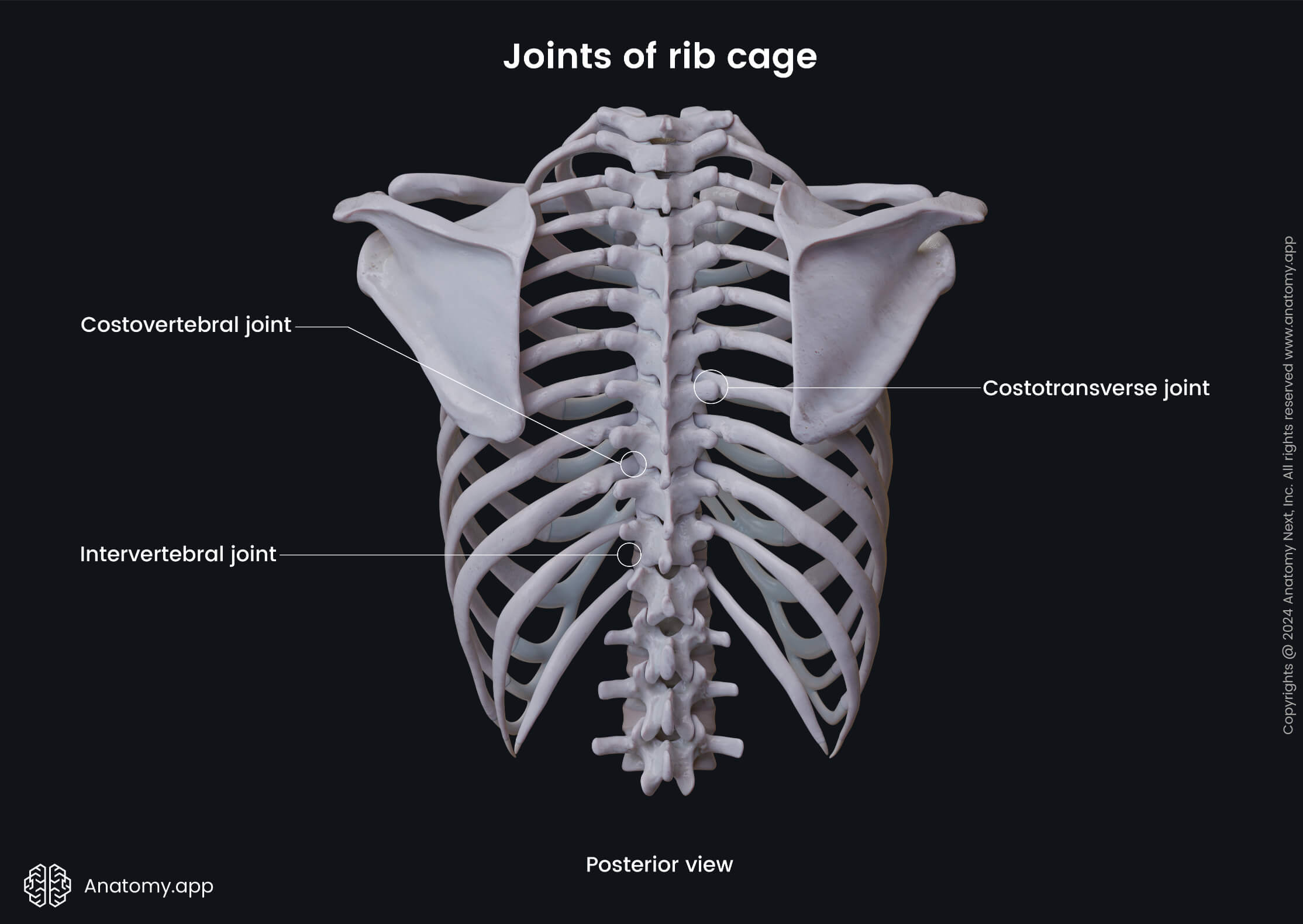 Joints of rib cage (posterior view) | Media Library | Anatomy.app ...